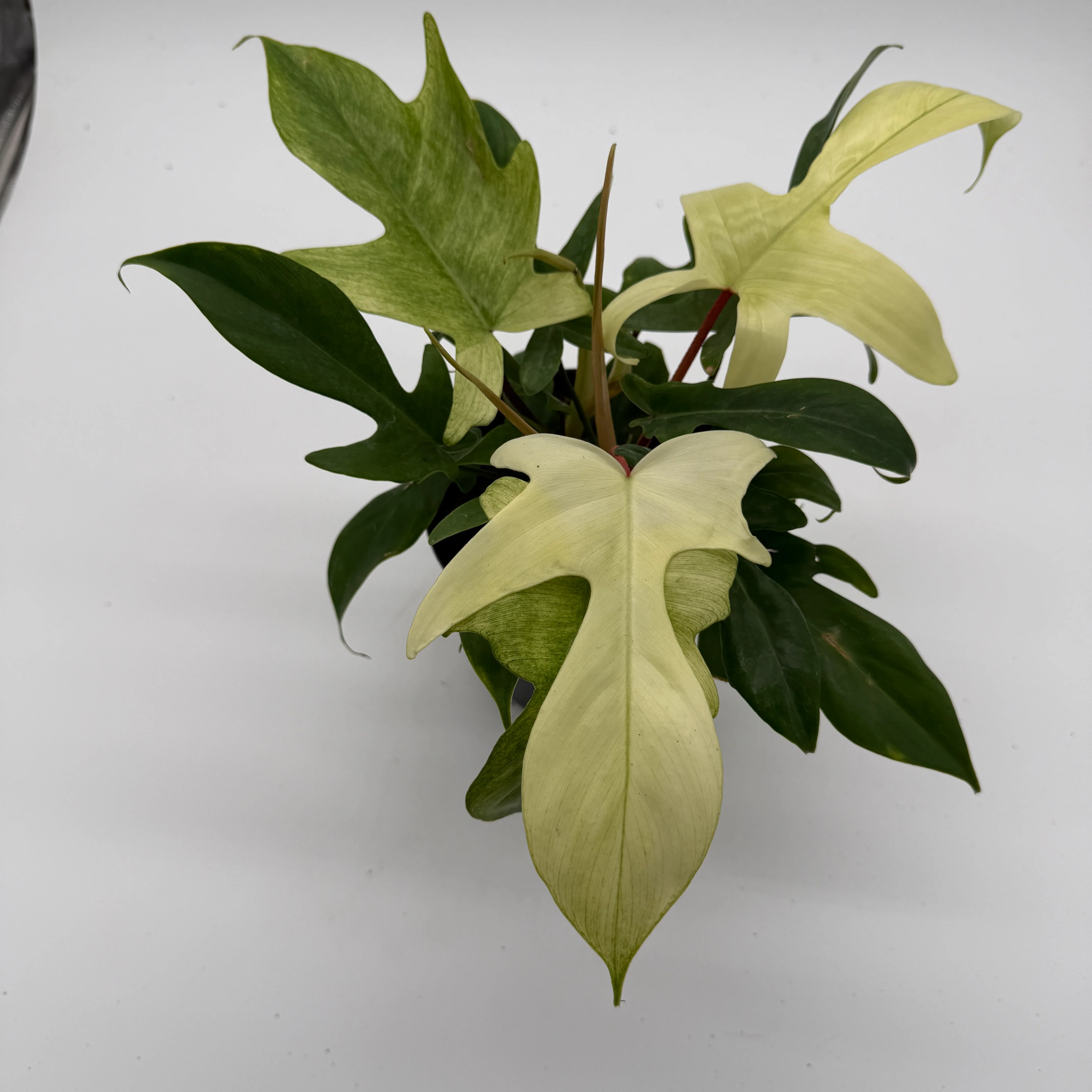 Philodendron Florida Ghost Mint - Image 3