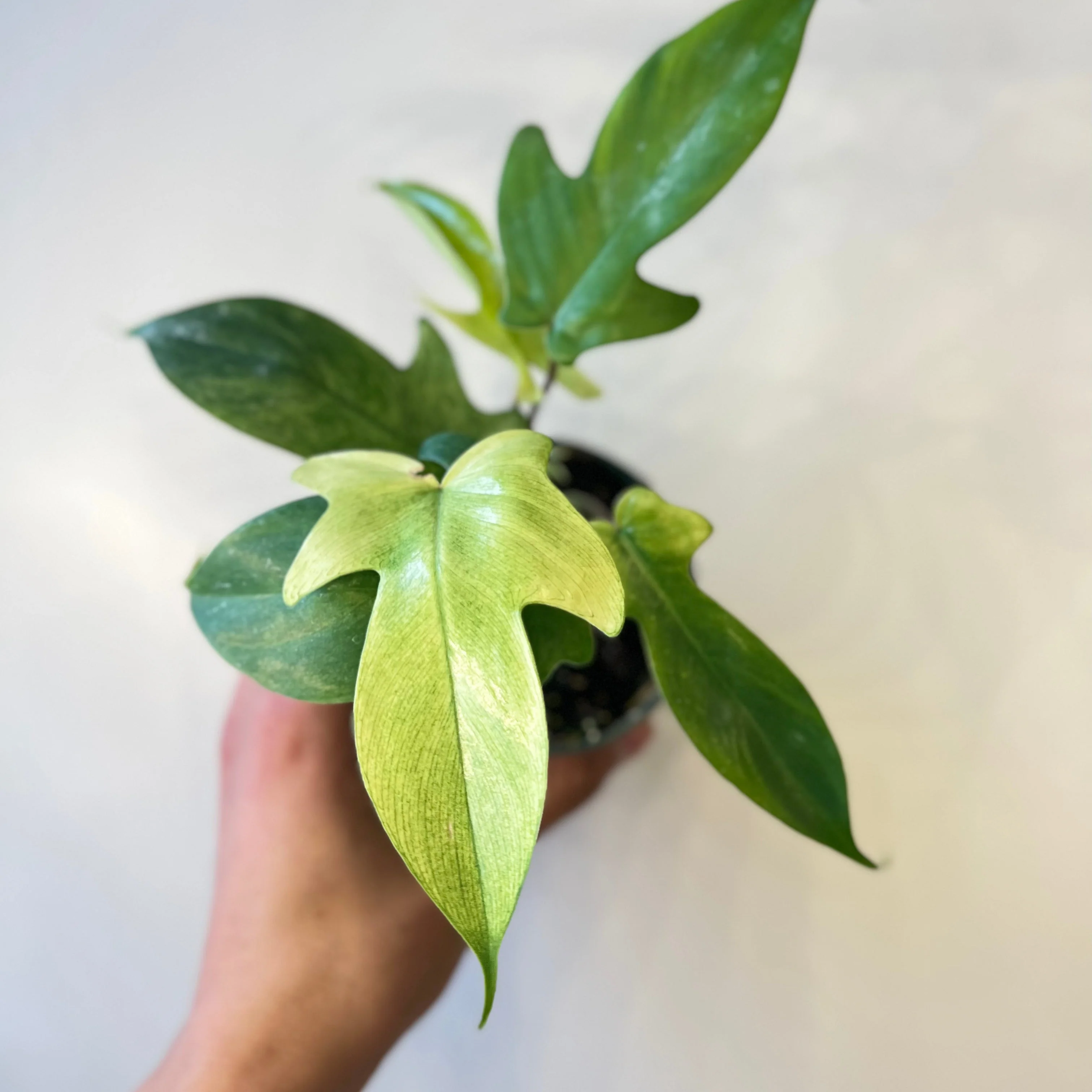 Philodendron Florida Ghost Mint - Image 4