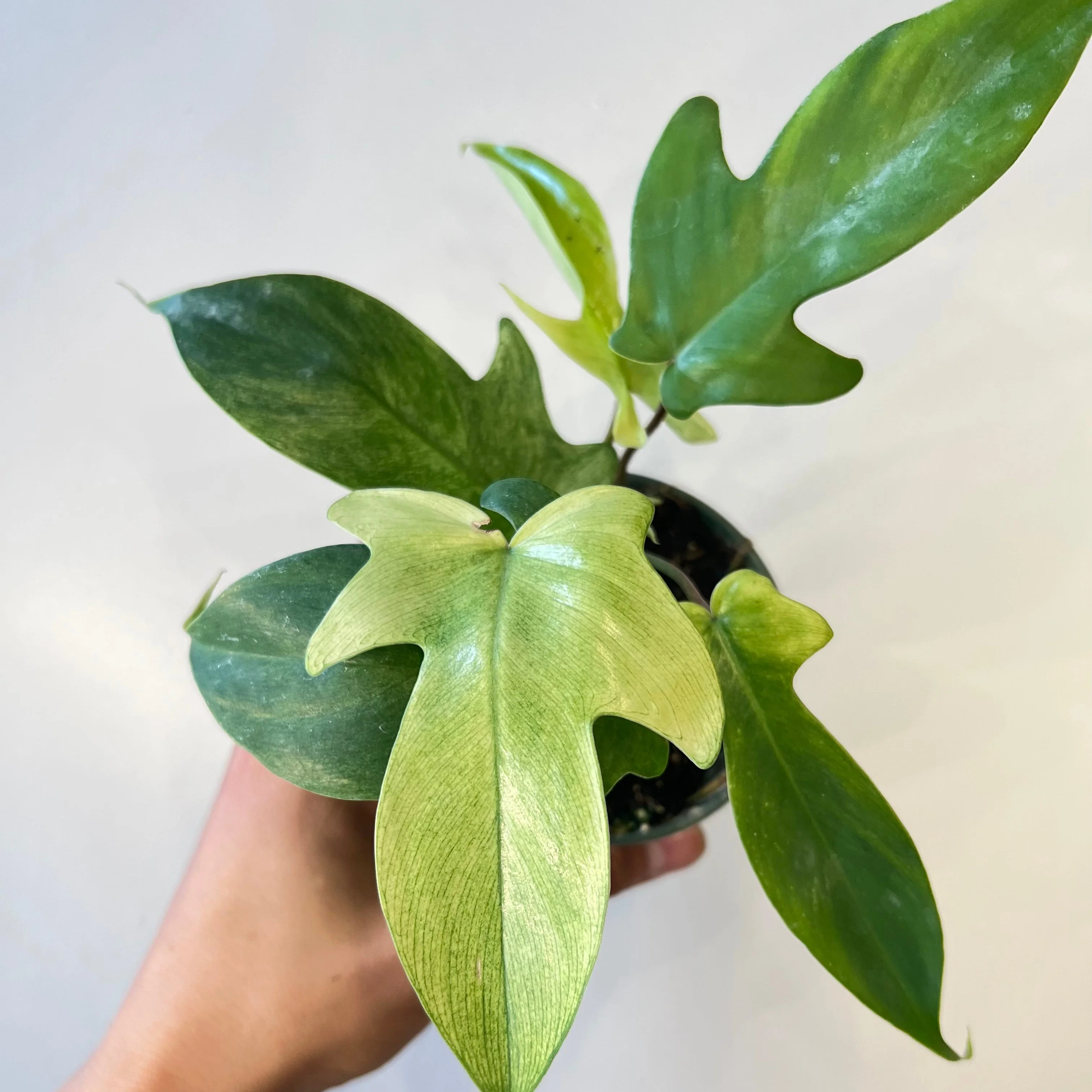 Philodendron Florida Ghost Mint - Image 5