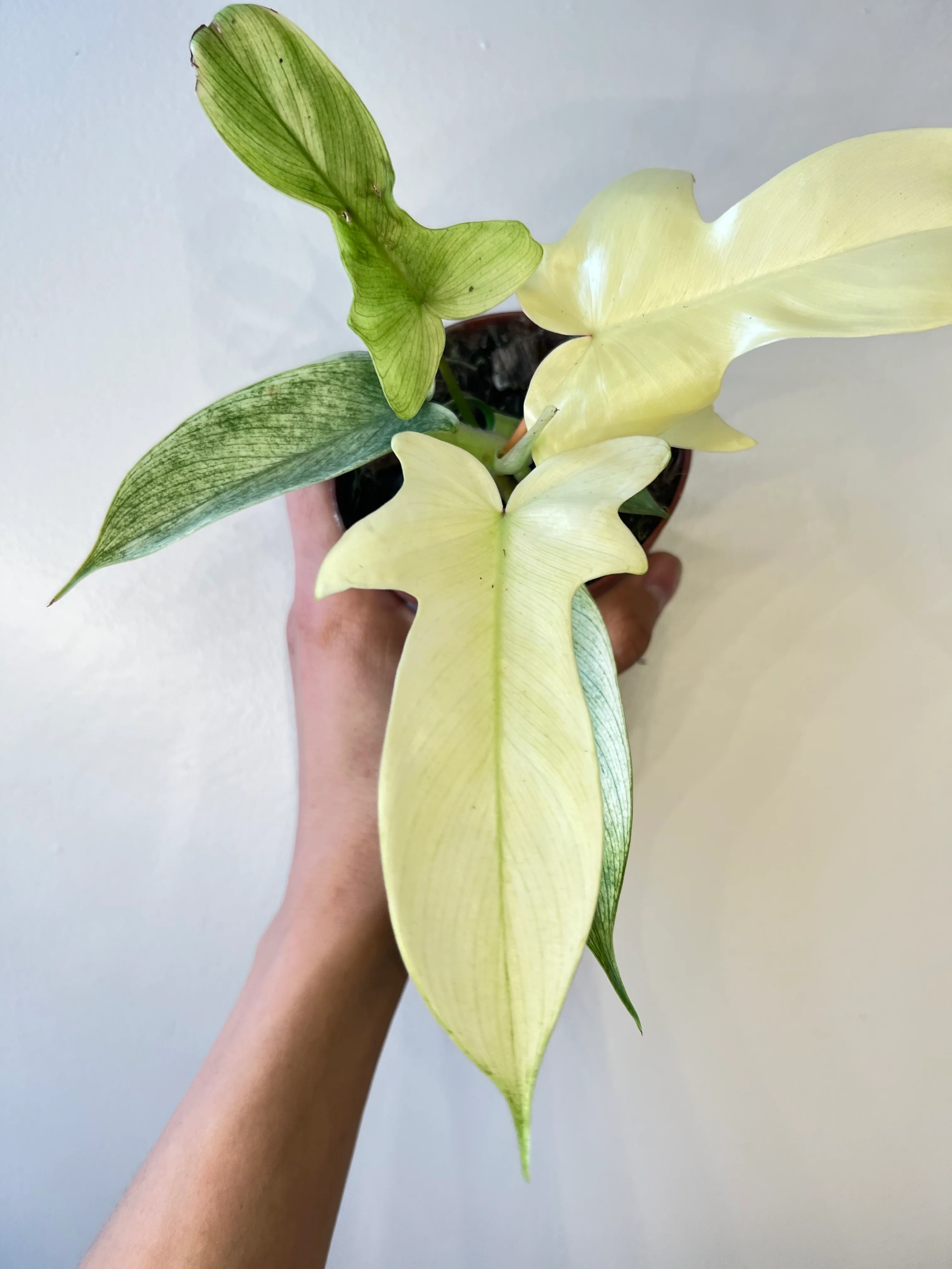 Philodendron Florida Ghost White - Image 2