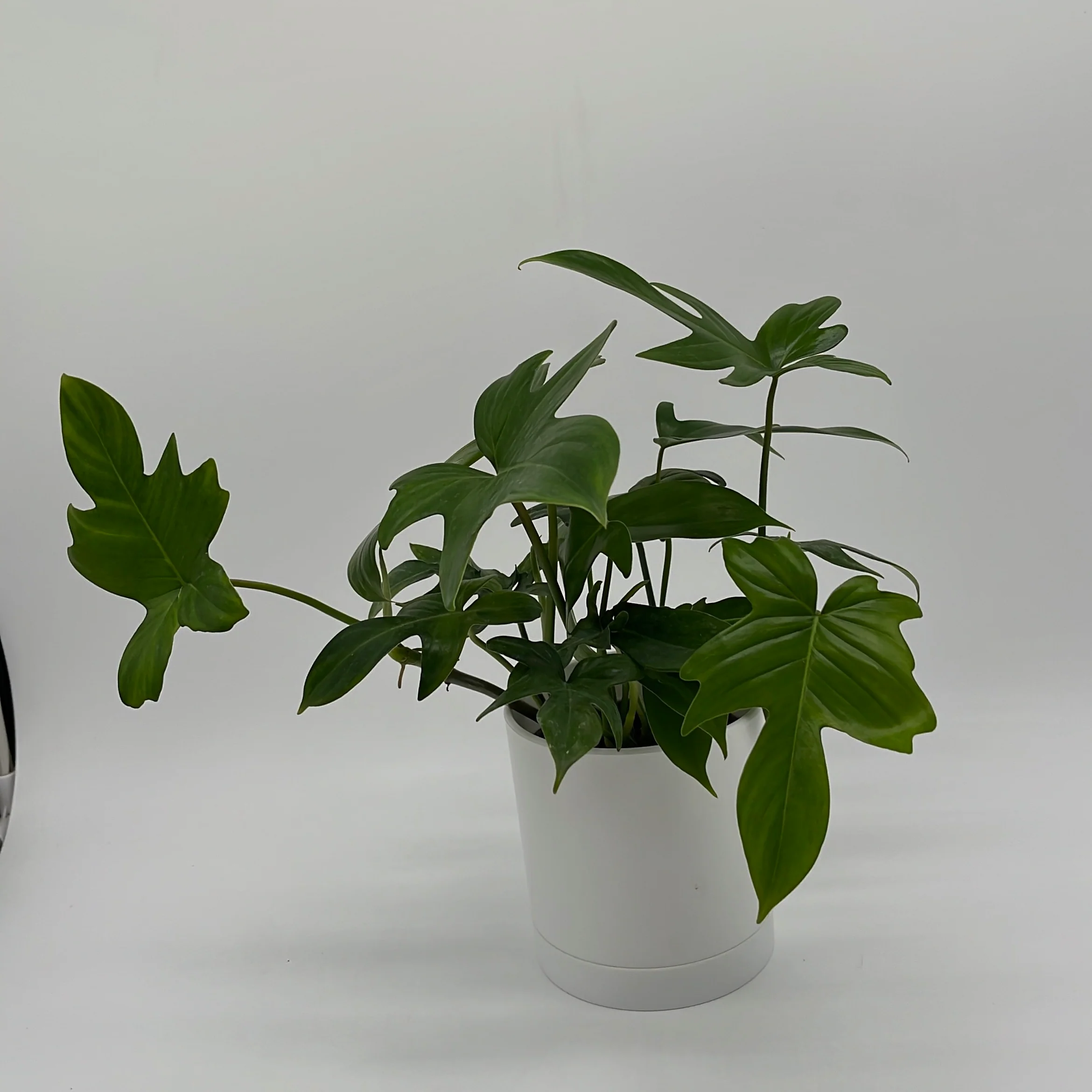 Philodendron 'Florida Green' - Image 2