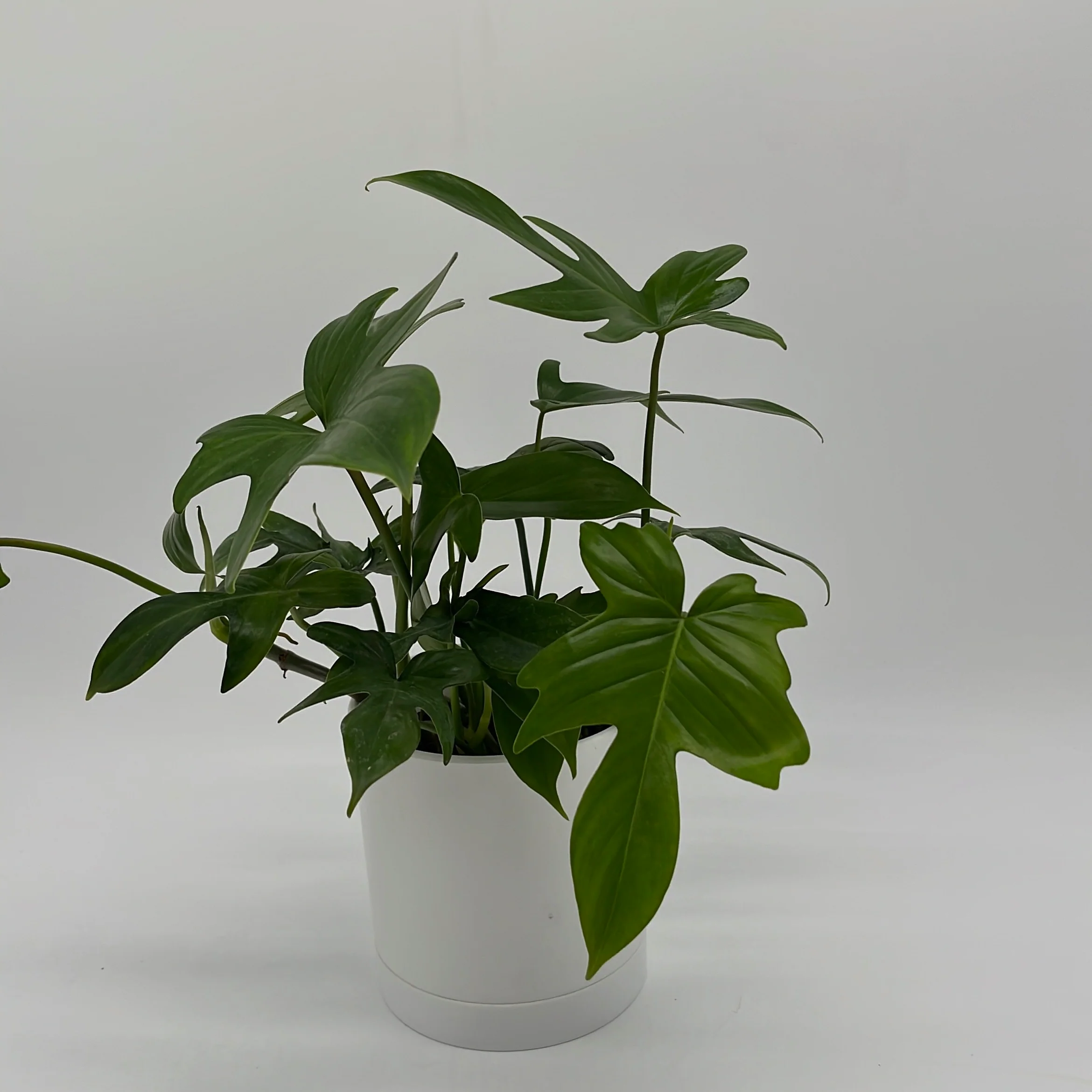 Philodendron 'Florida Green' - Image 3