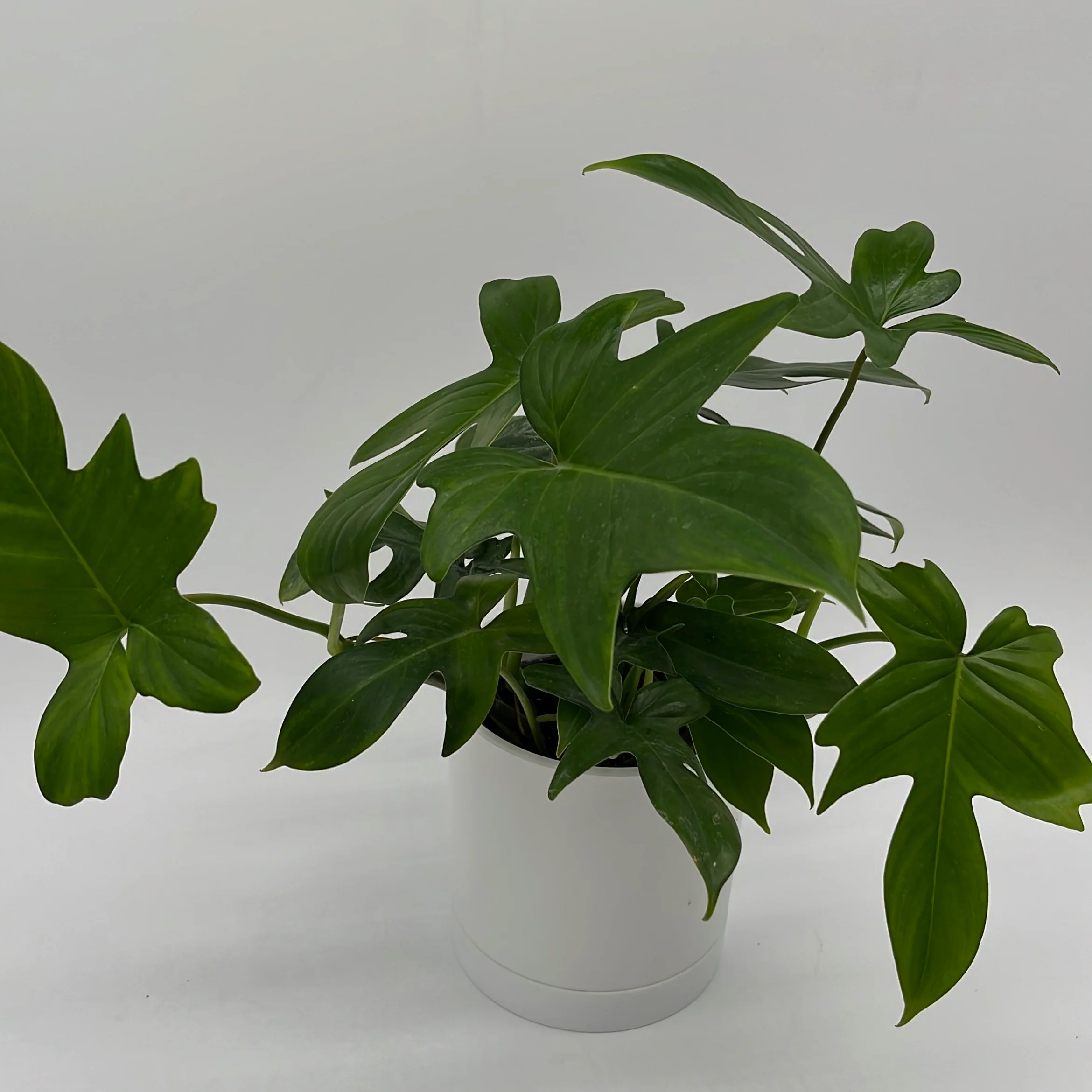 Philodendron 'Florida Green' - Image 5