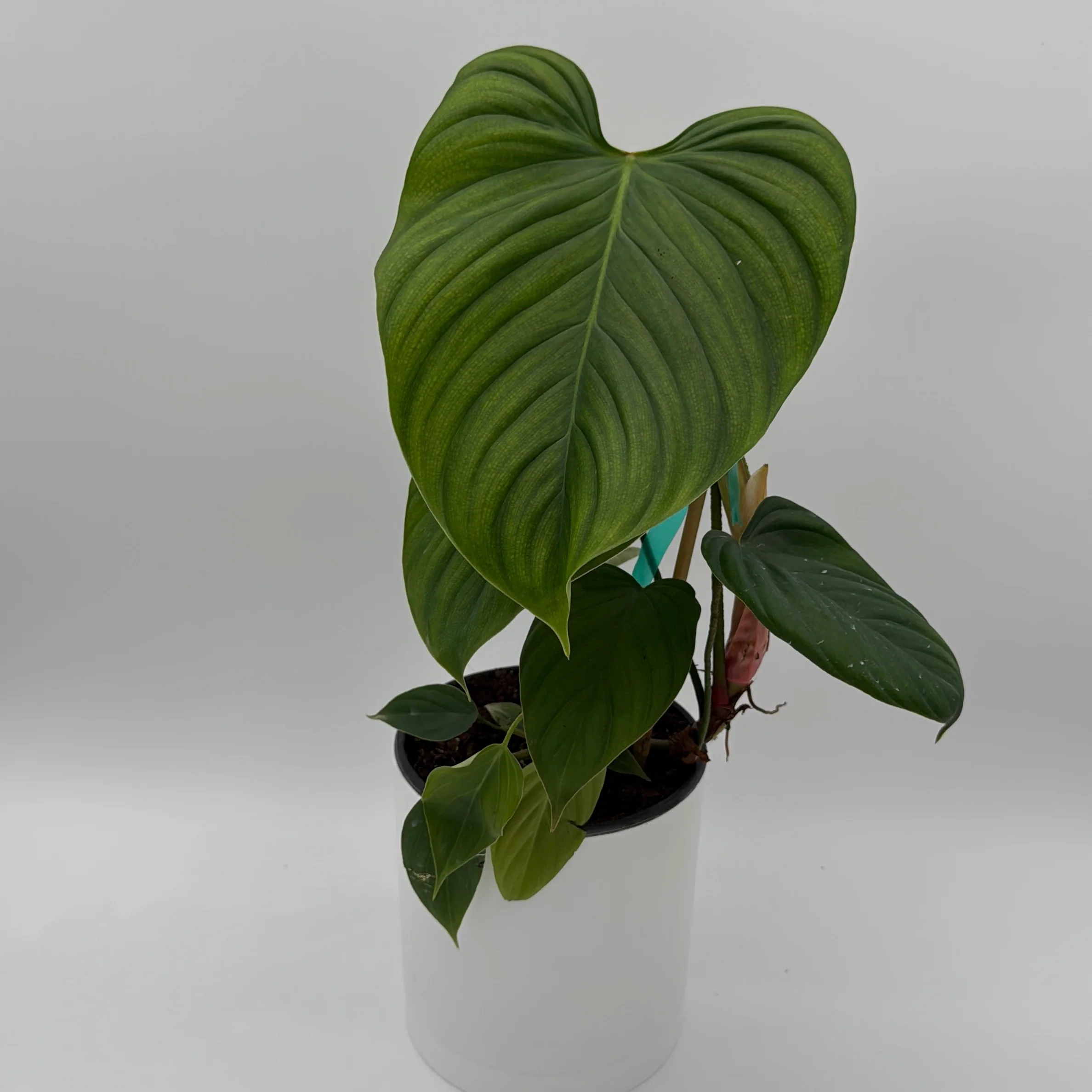 Philodendron Fuzzy Petiole