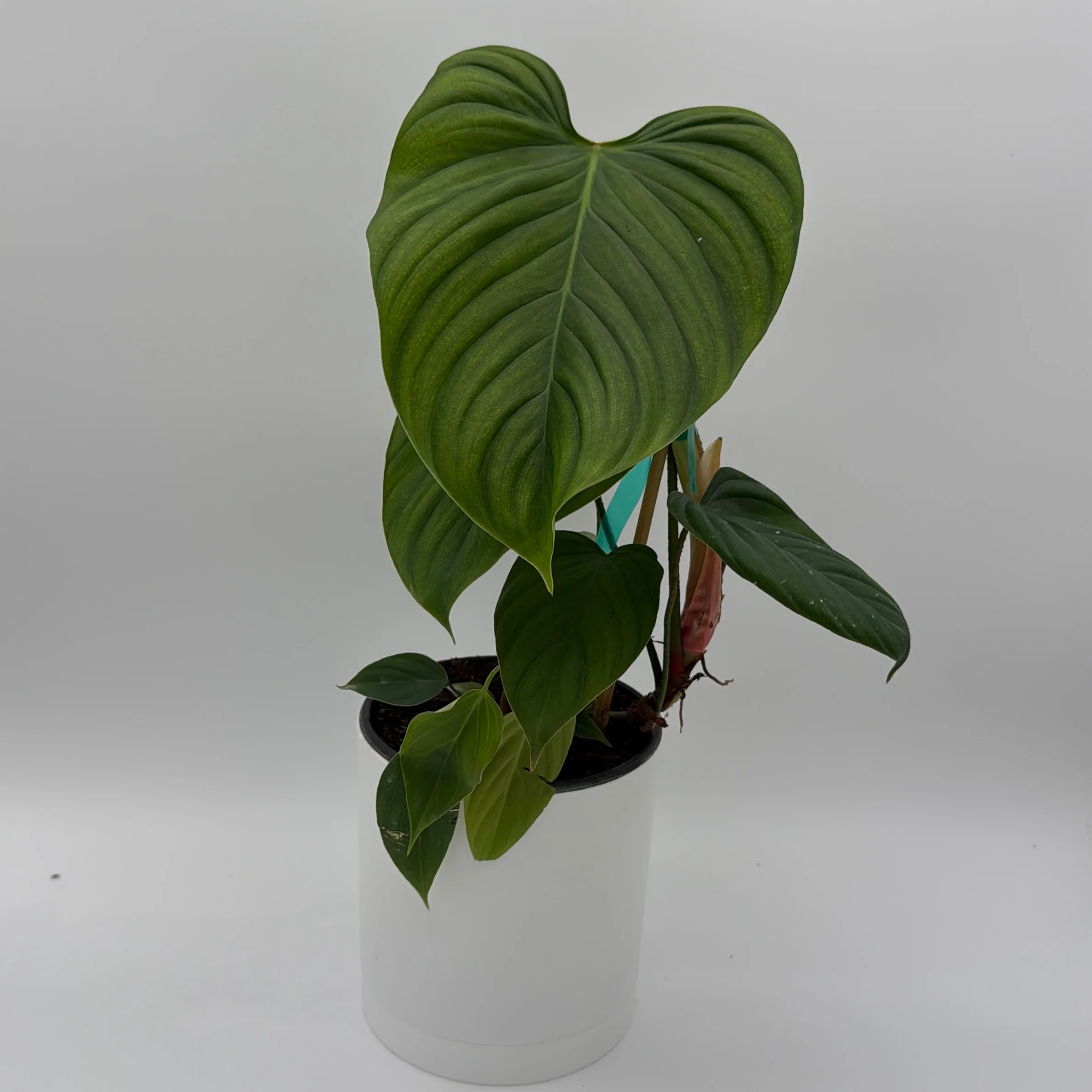 Philodendron Fuzzy Petiole - Image 2