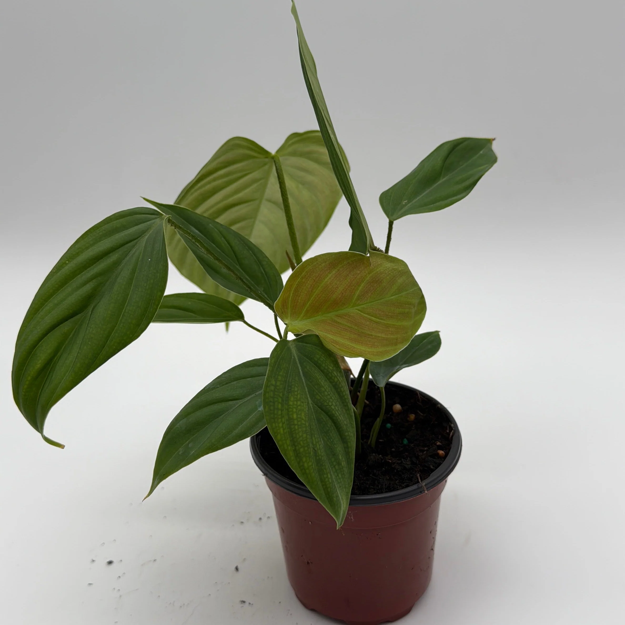 Philodendron Fuzzy Petiole - Image 5