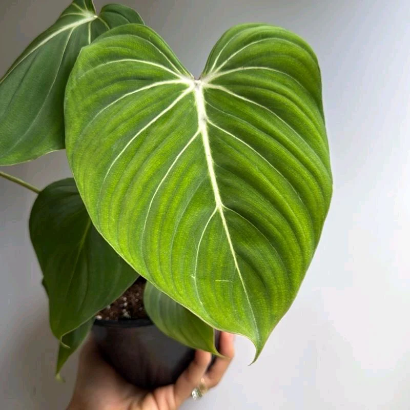 Philodendron Gloriosum - Image 3