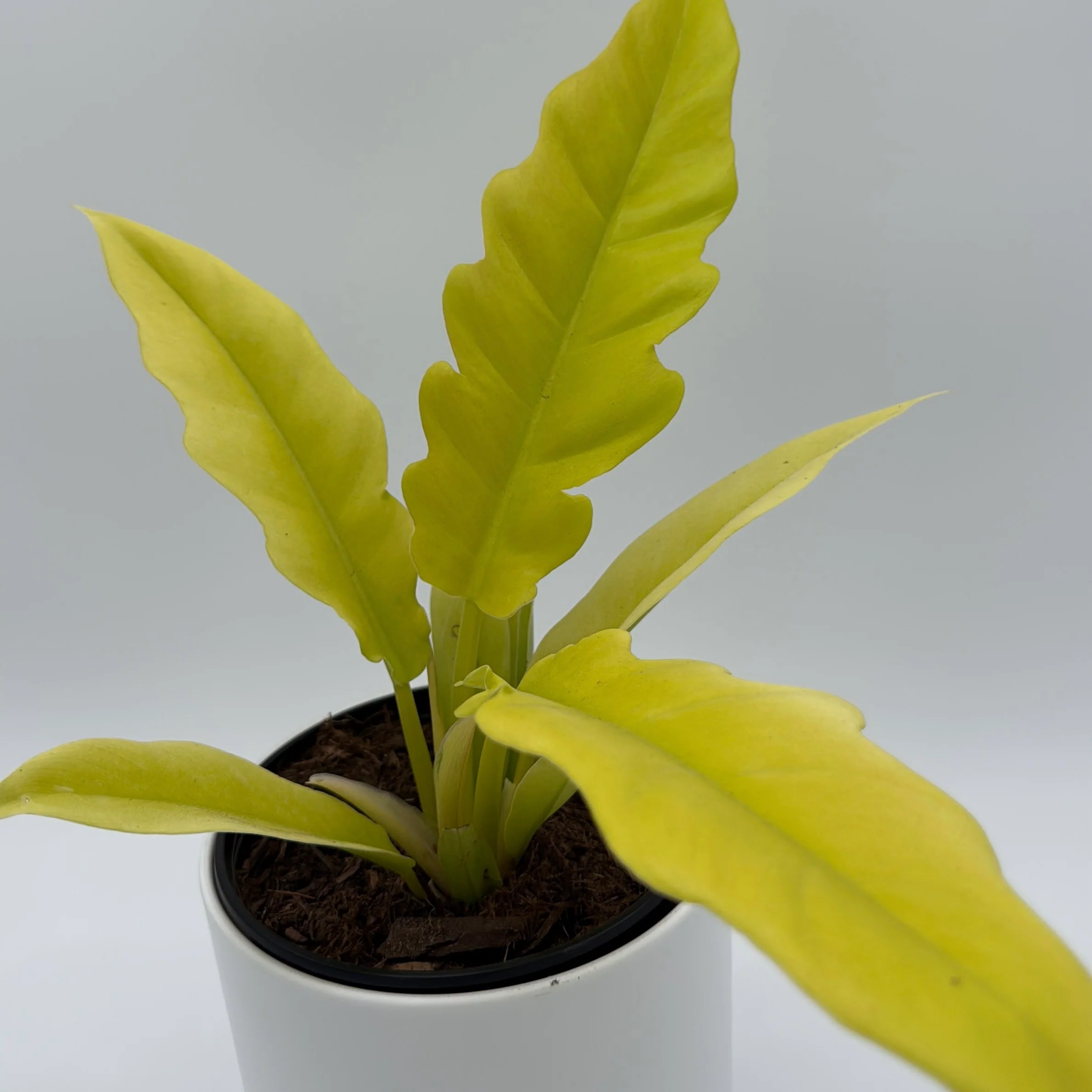 Philodendron Golden Cocodrile - Image 3