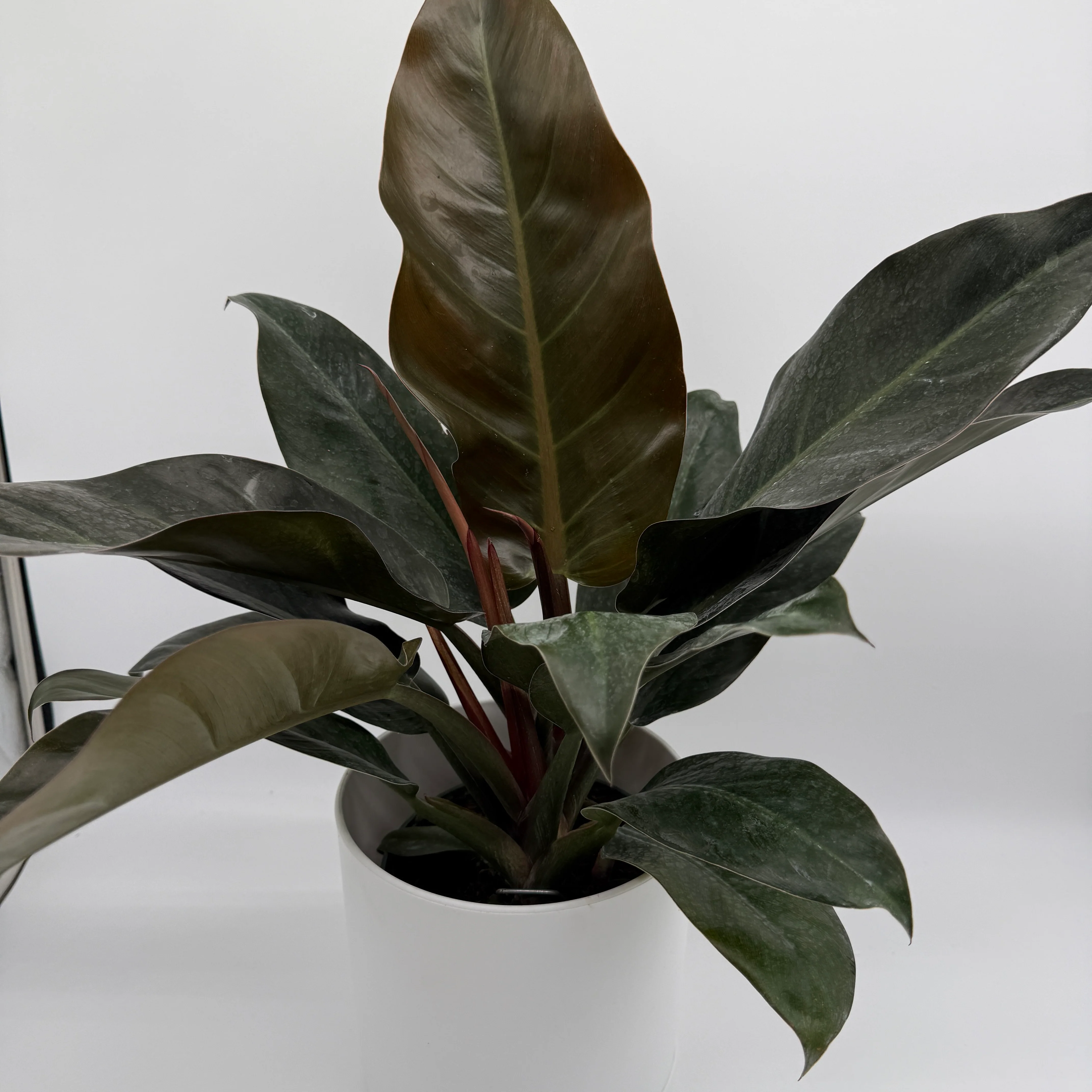 Philodendron 'Imperial Red' - Image 2