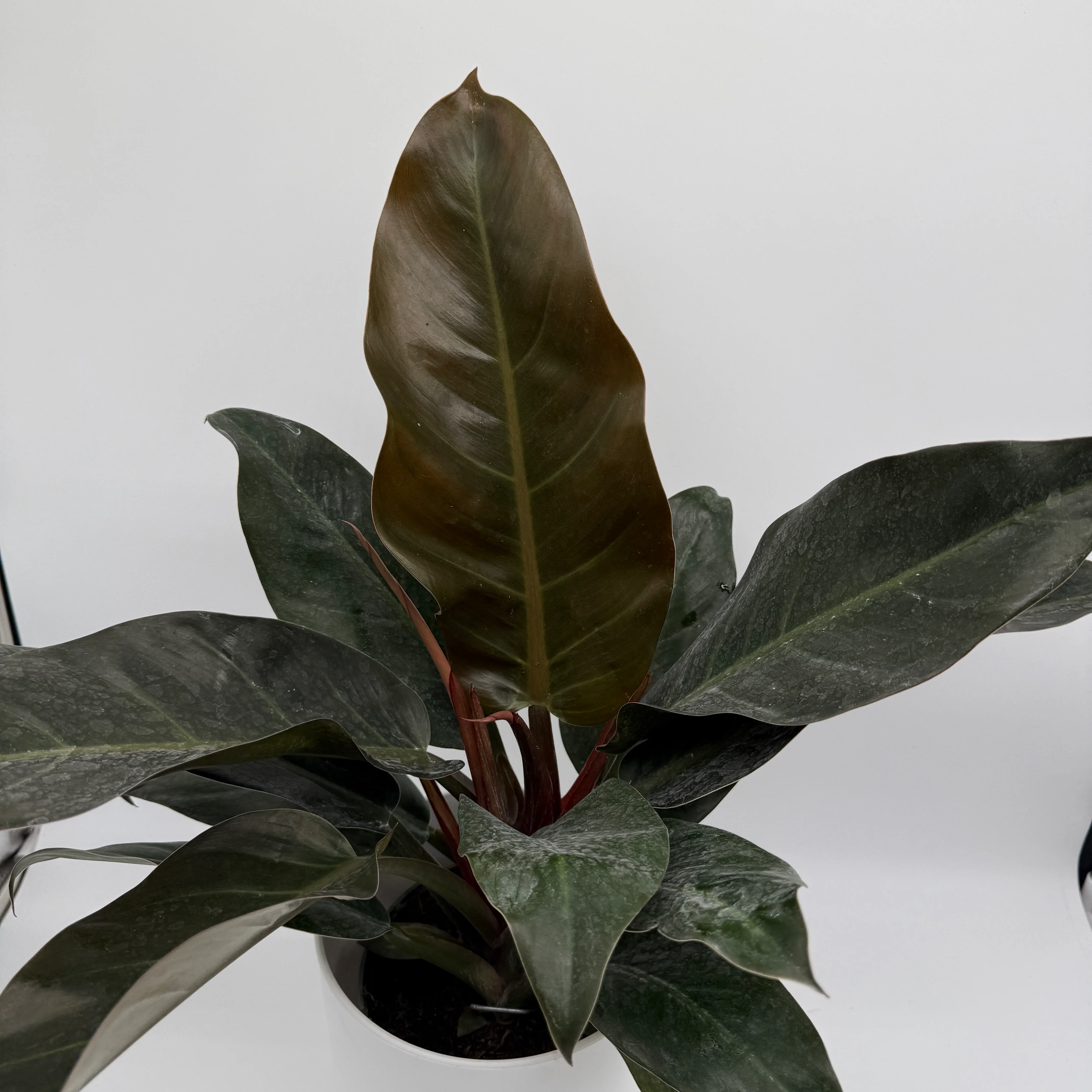 Philodendron 'Imperial Red' - Image 3
