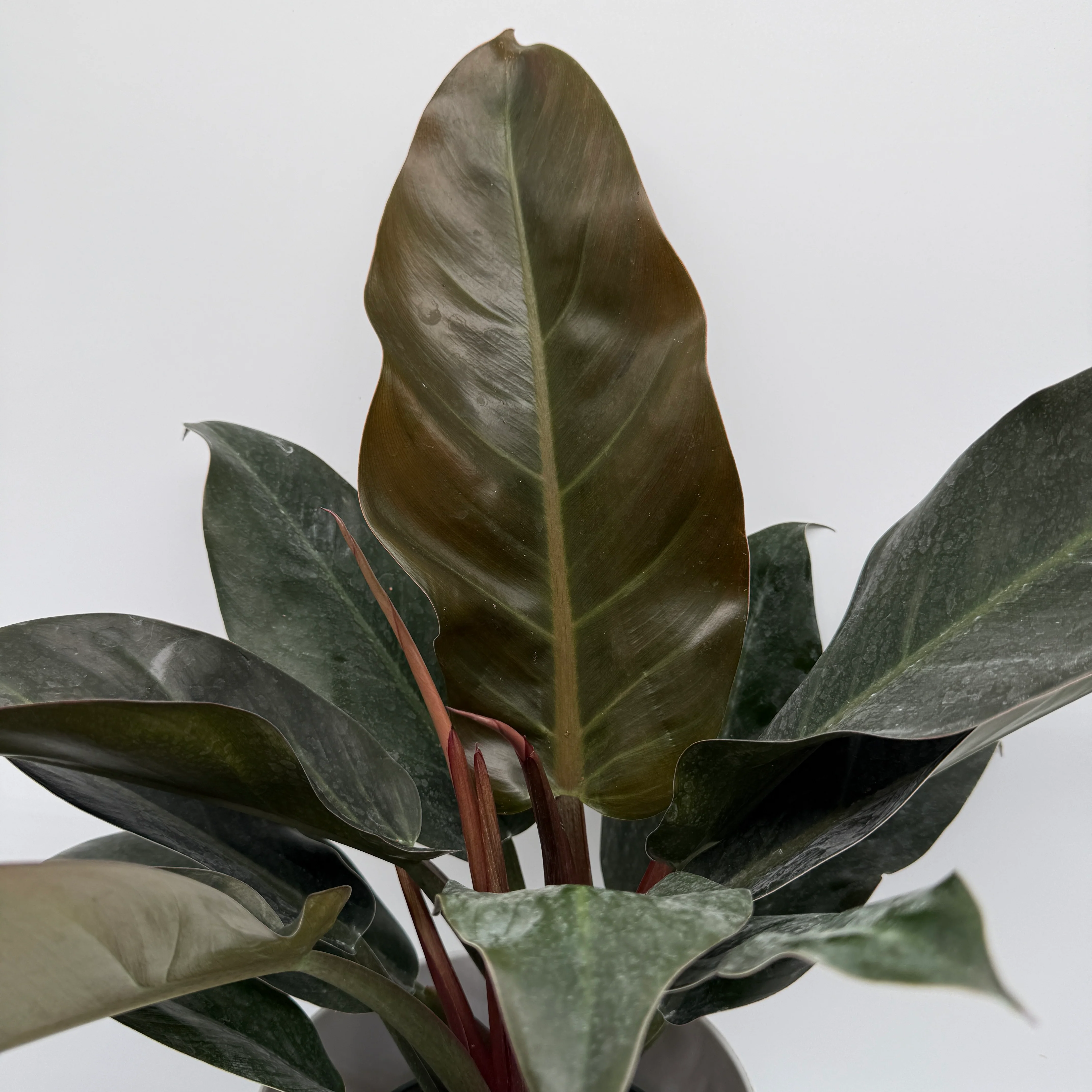 Philodendron 'Imperial Red' - Image 4