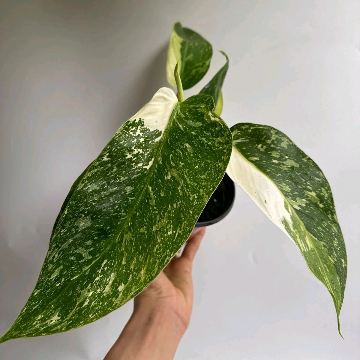 Philodendron Jose Bueno Rare House Plant - Image 3