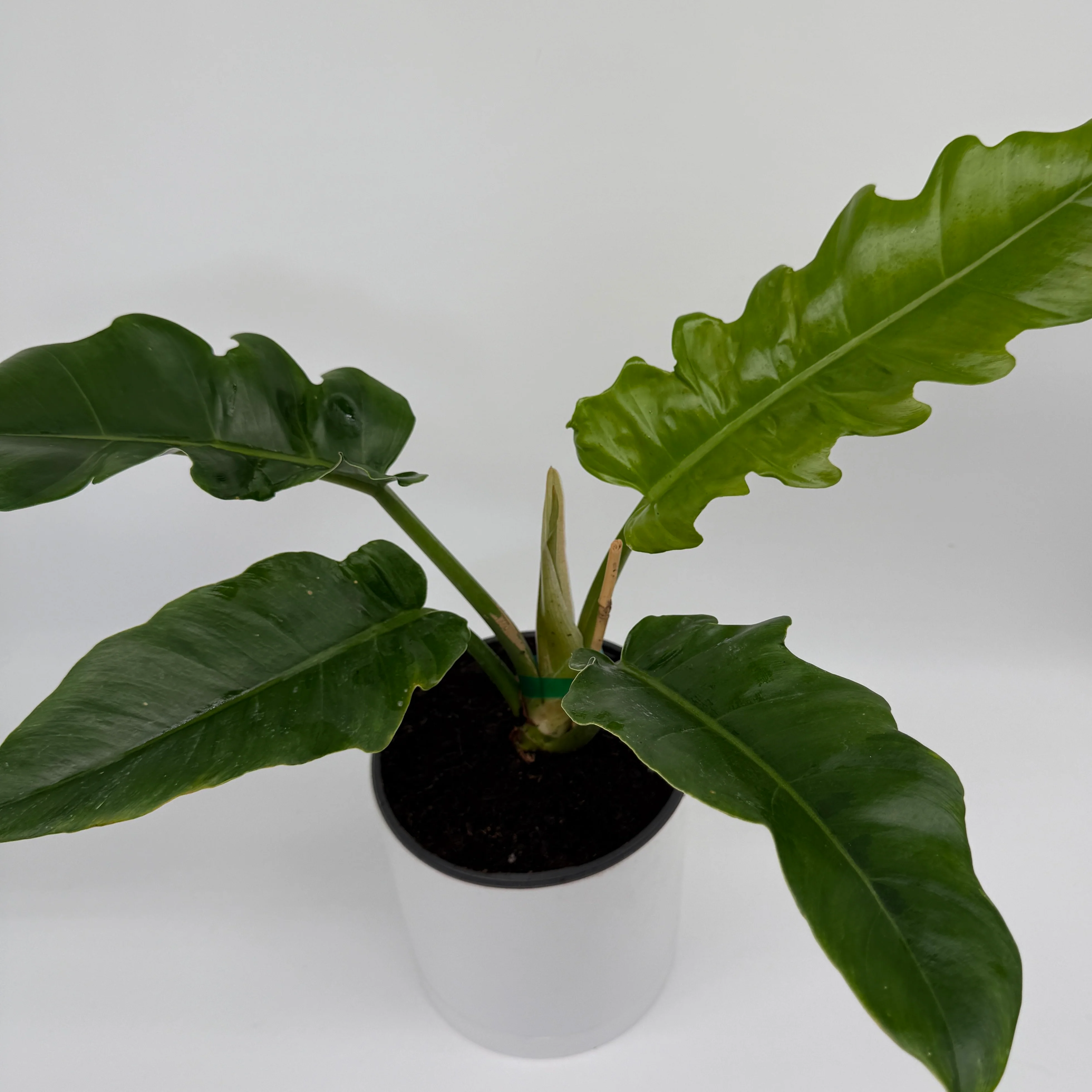 Philodendron Jungle Boogie - Image 2