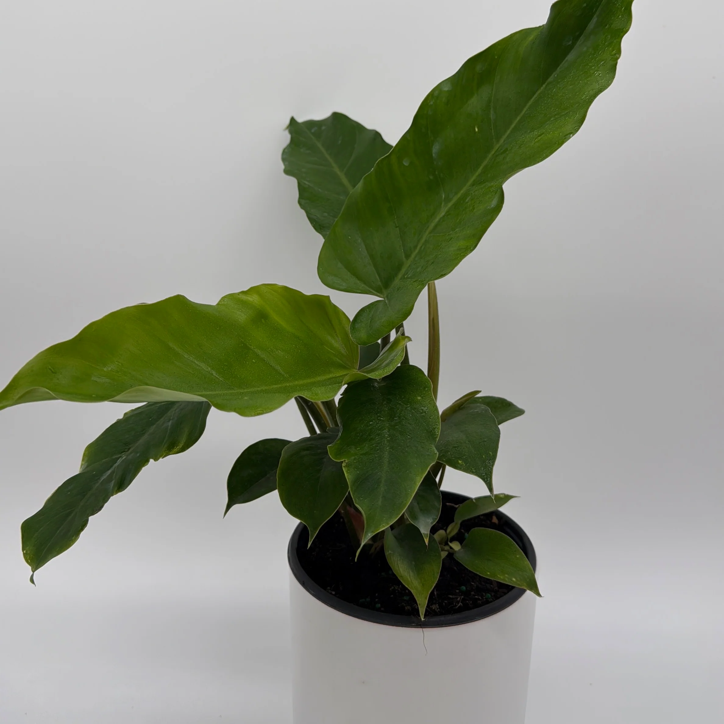 Philodendron 'Jungle Fever' - Image 2