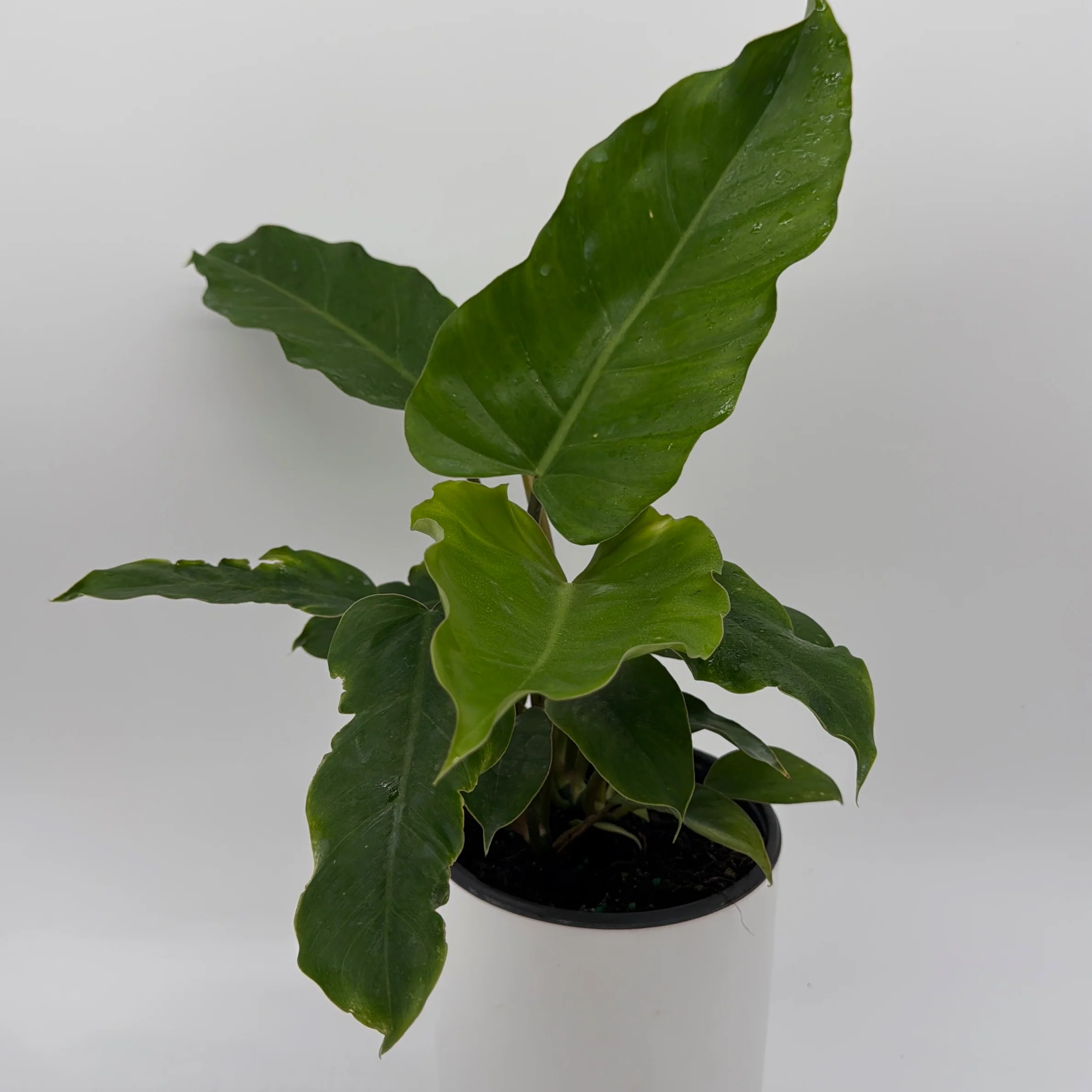 Philodendron 'Jungle Fever' - Image 3