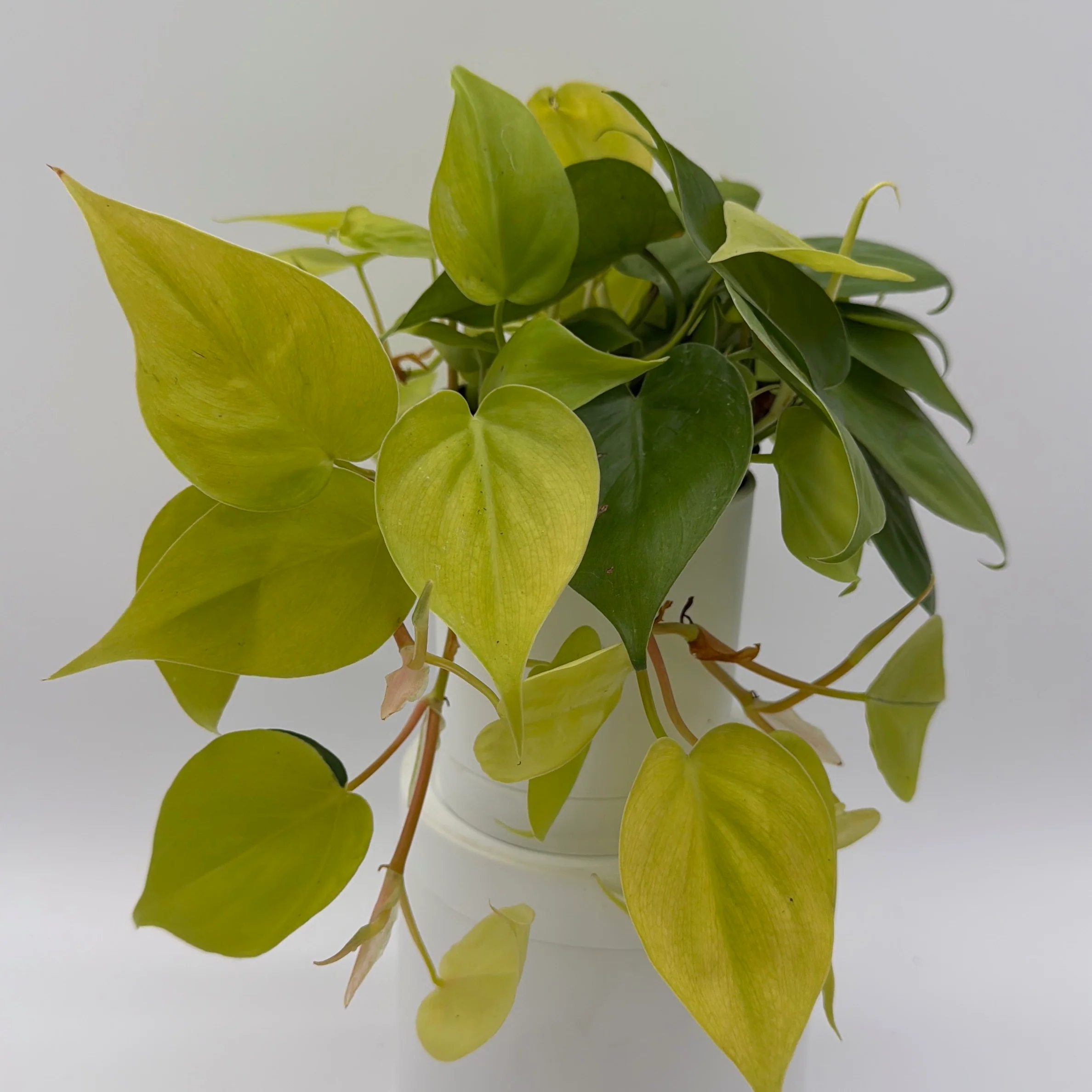 Philodendron Lemon Lime - Image 2