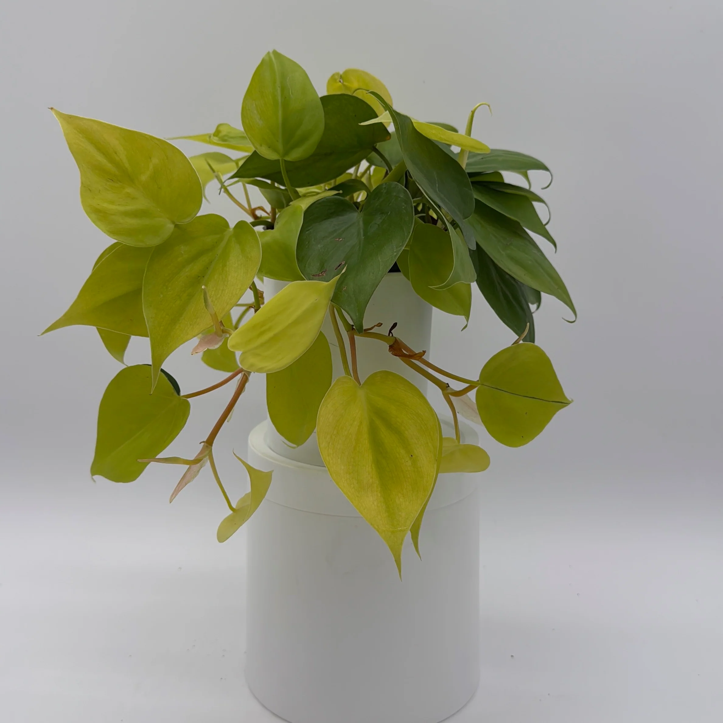 Philodendron Lemon Lime - Image 3