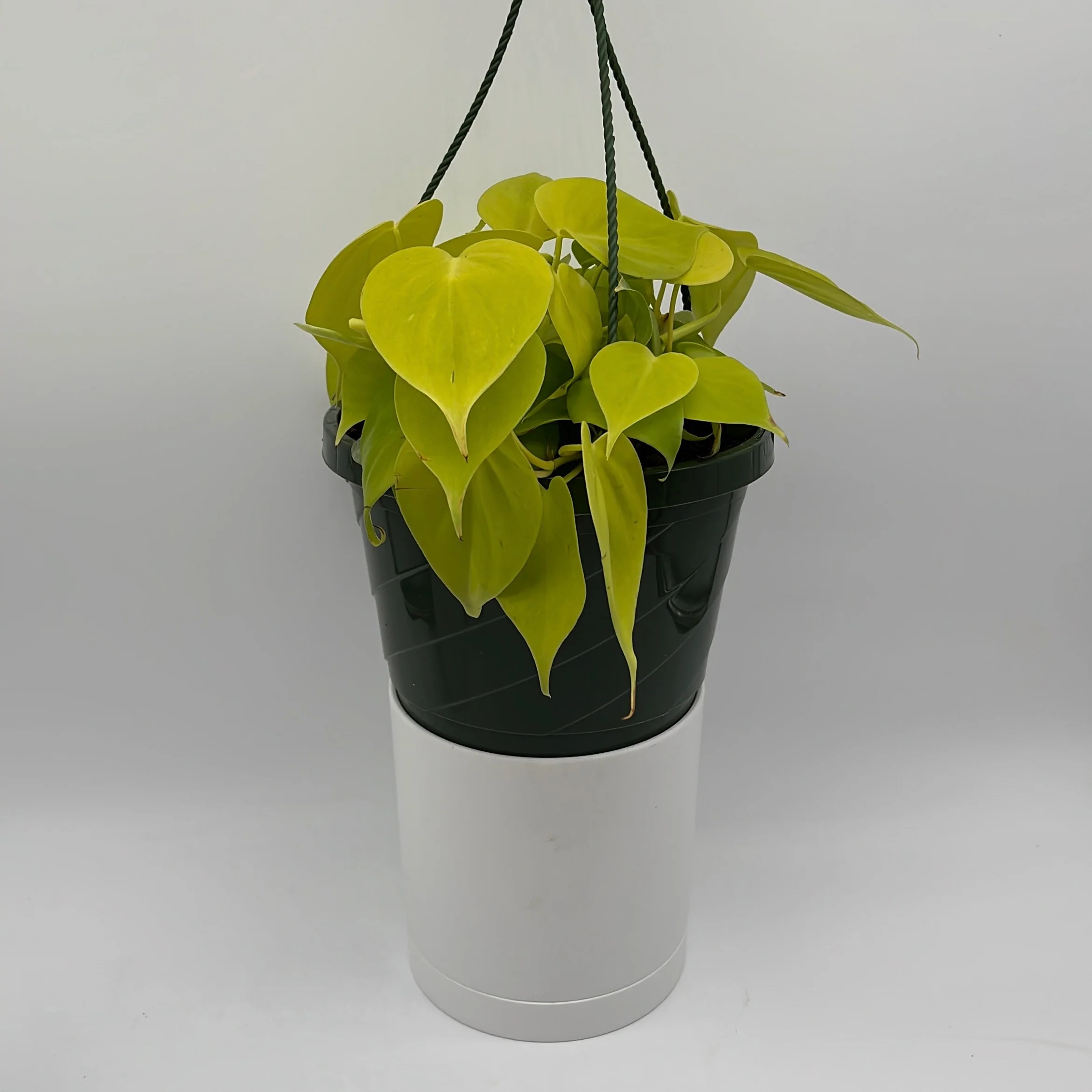 Philodendron Lemon Lime - Image 4