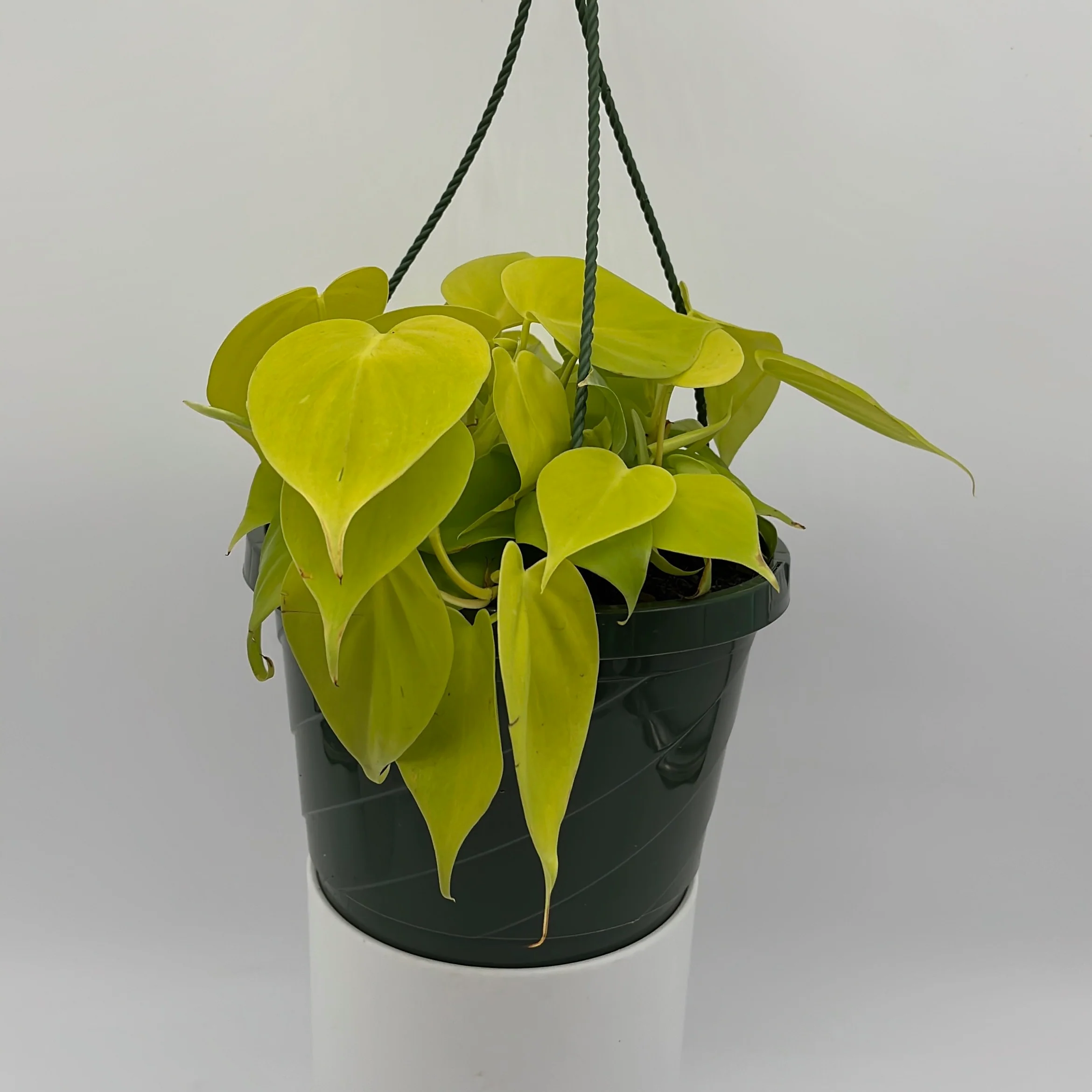 Philodendron Lemon Lime - Image 5