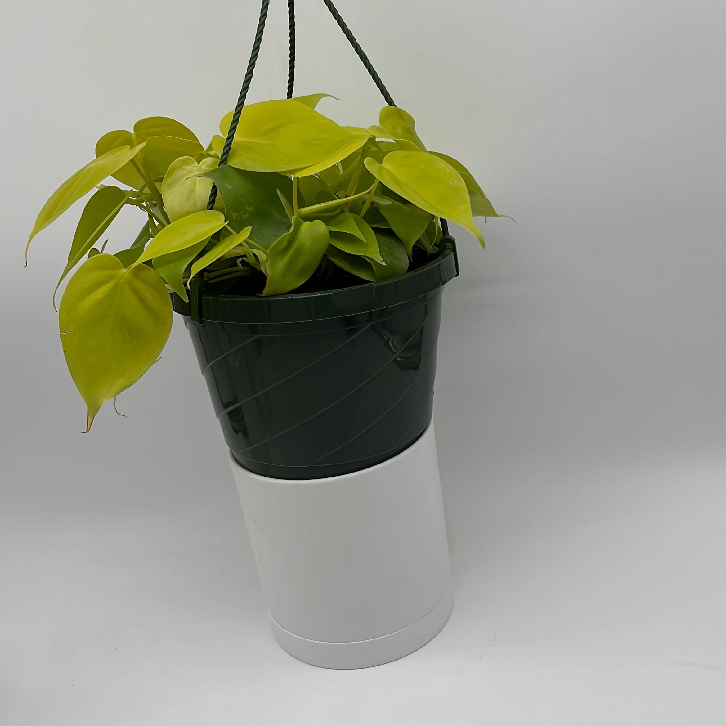 Philodendron Lemon Lime - Image 7