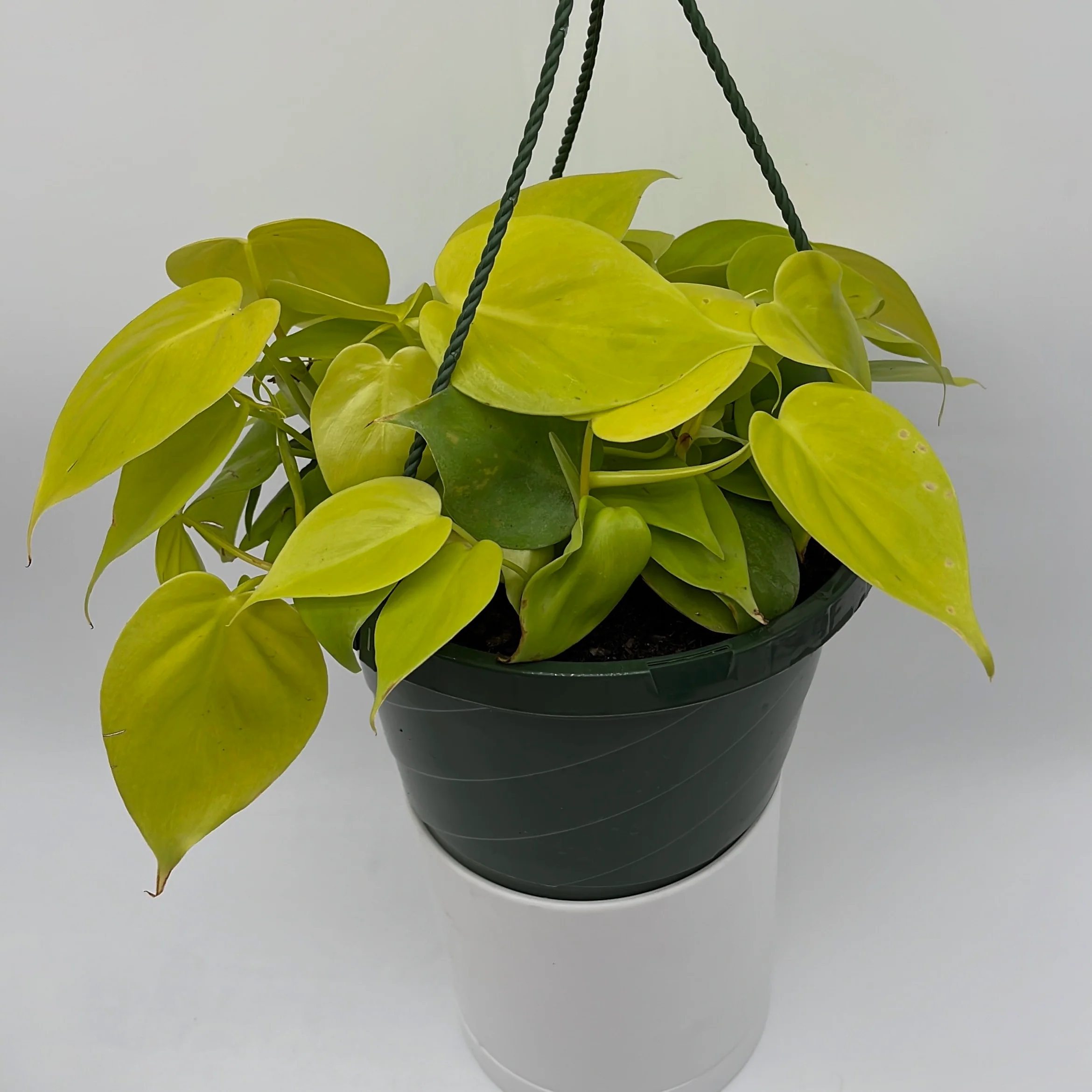 Philodendron Lemon Lime - Image 8