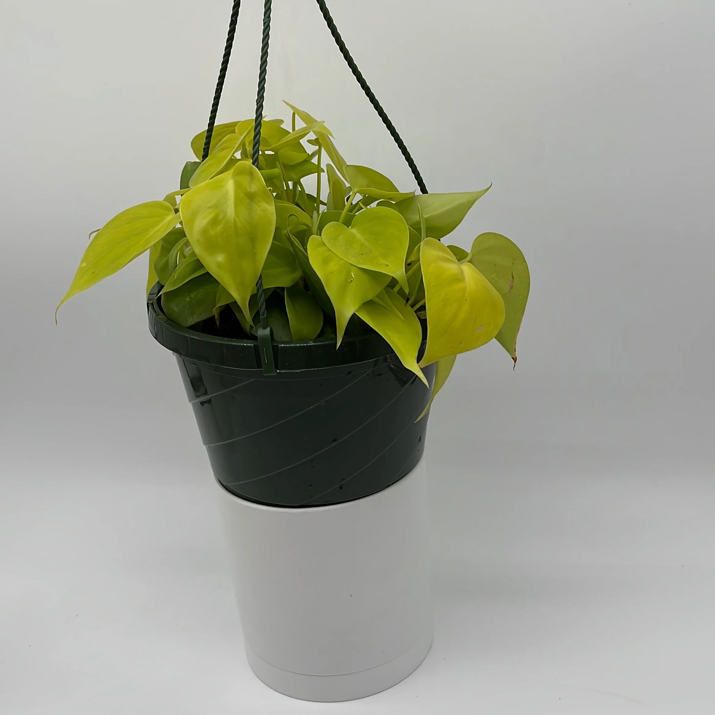 Philodendron Lemon Lime - Image 9