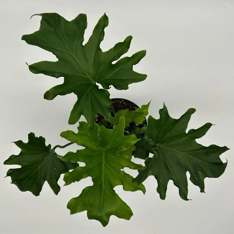 Philodendron 'Lickety Split' - Image 3