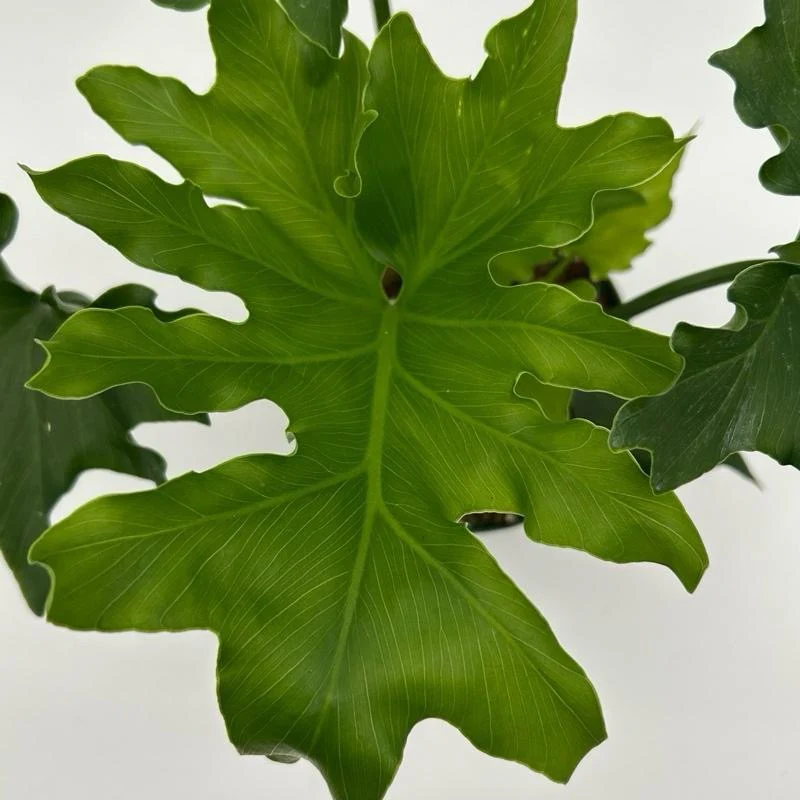 Philodendron 'Lickety Split' - Image 4