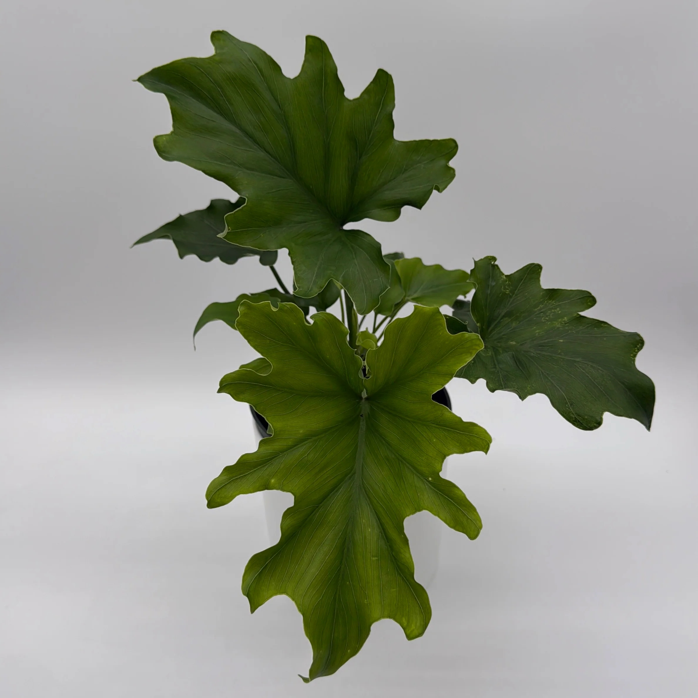 Philodendron 'Lickety Split' - Image 5