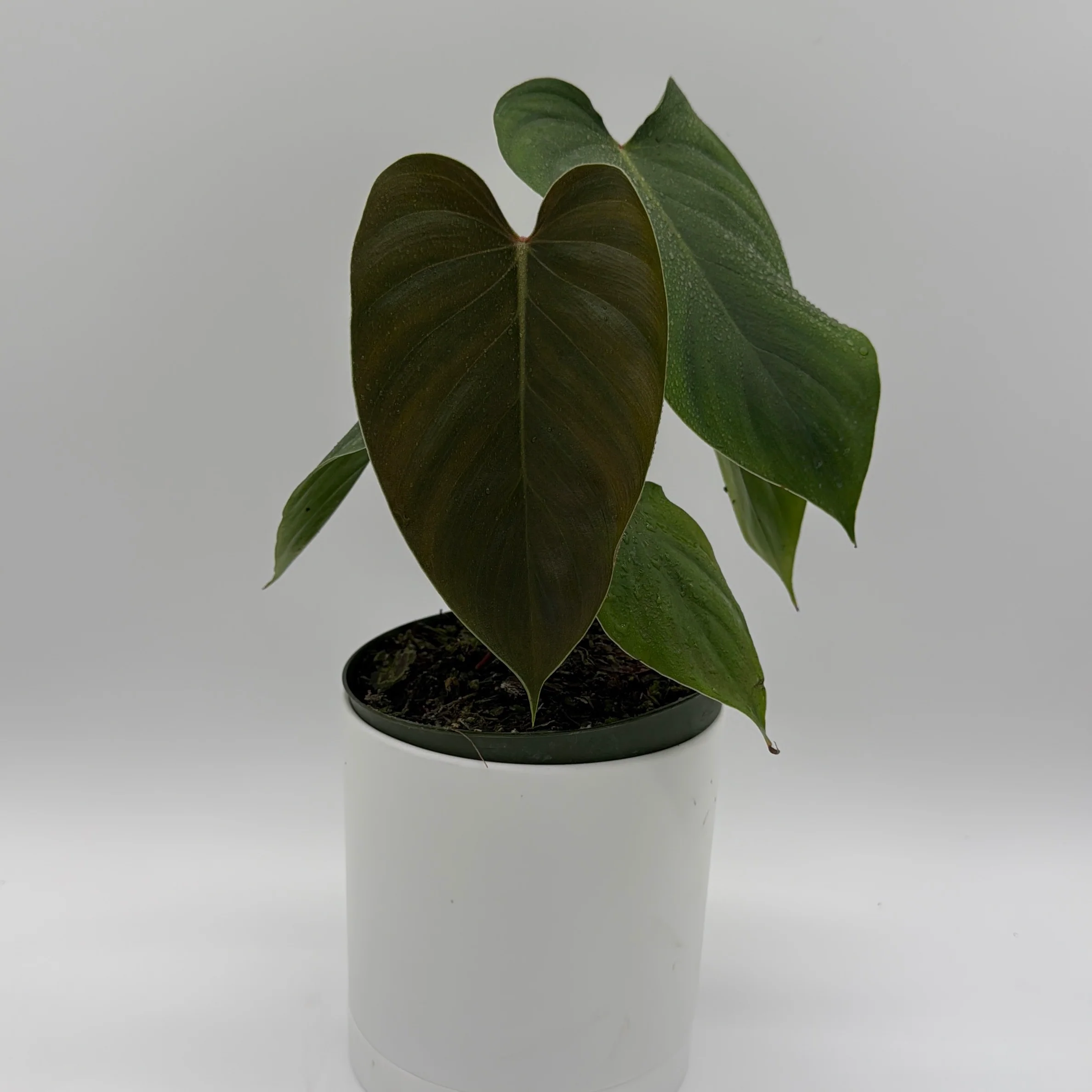 Philodendron Lynamii - Image 3