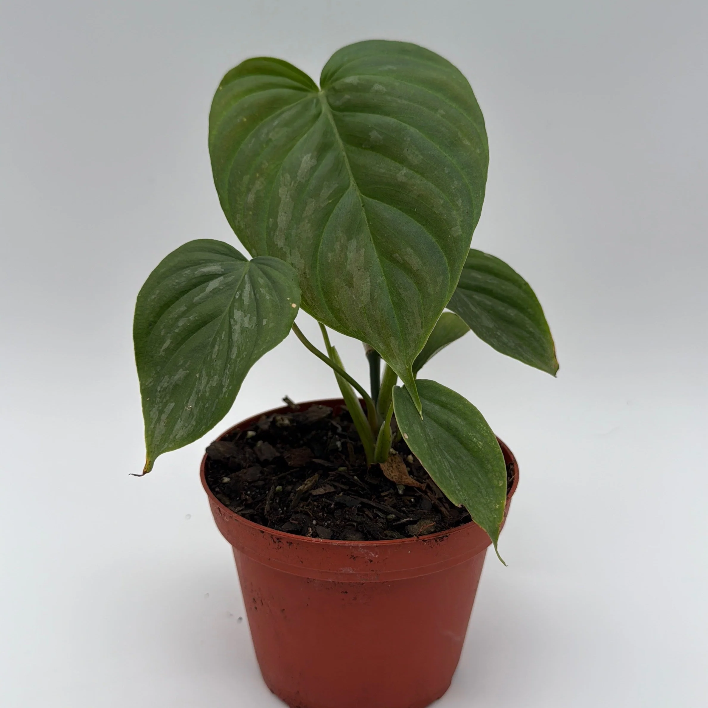 Philodendron Majestic - Image 3