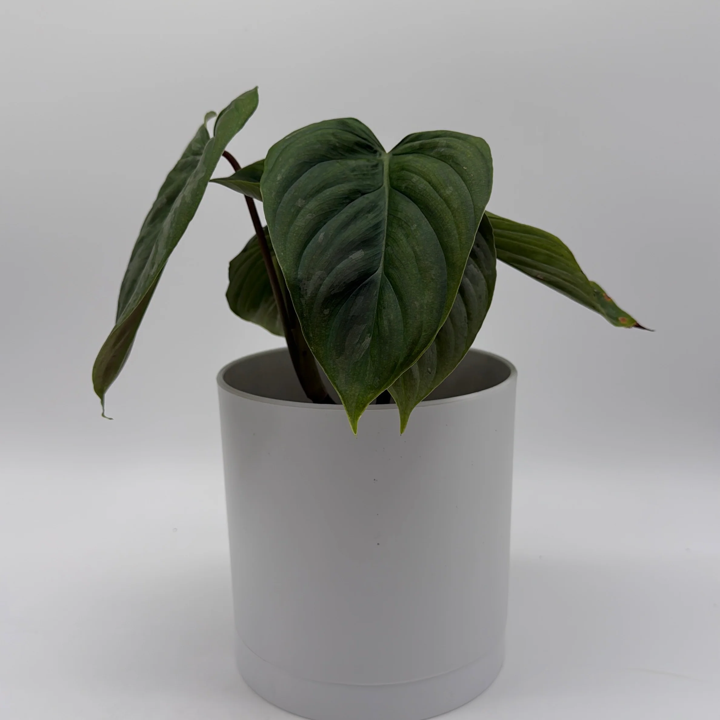 Philodendron Majestic - Image 4