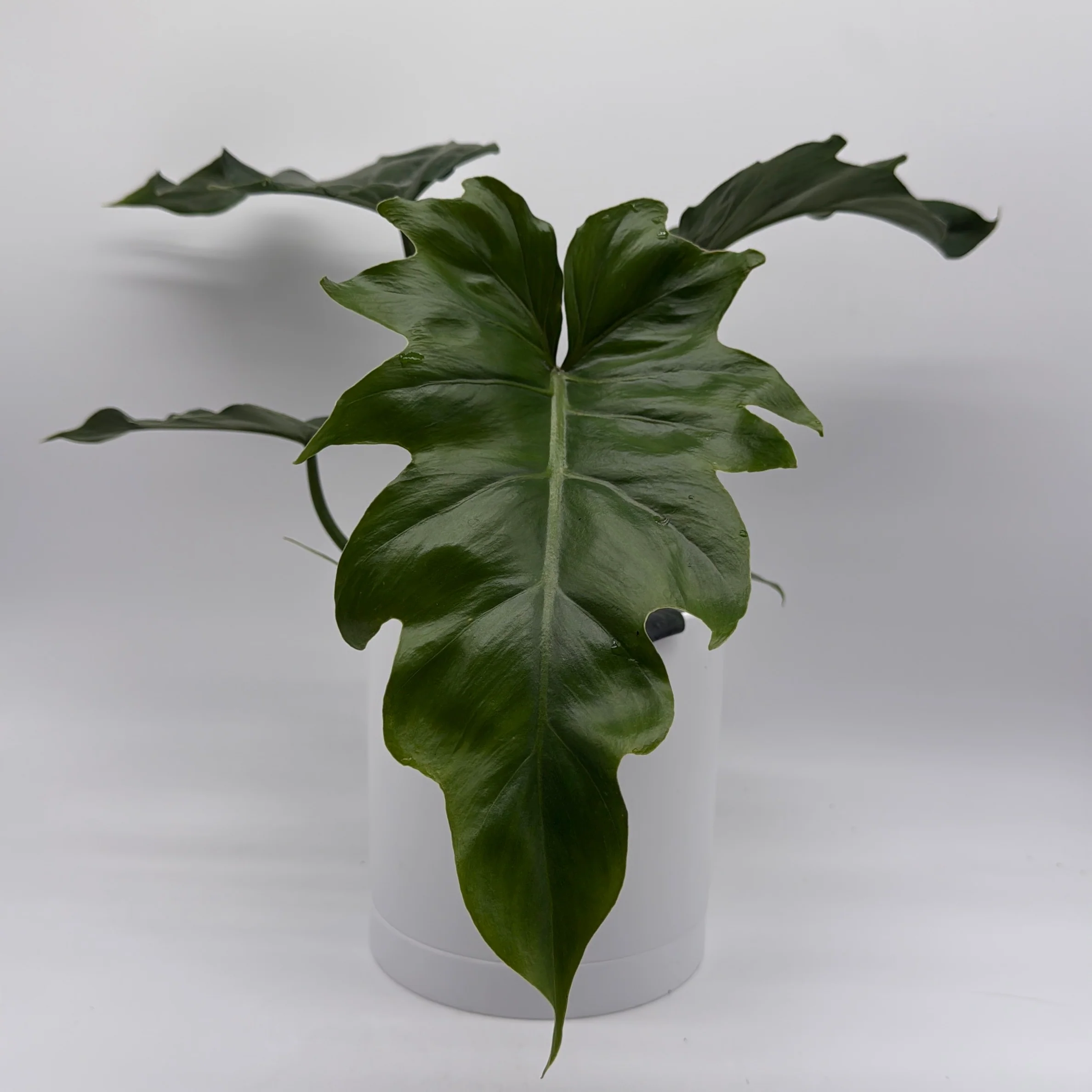 Philodendron Mayoi - Image 2