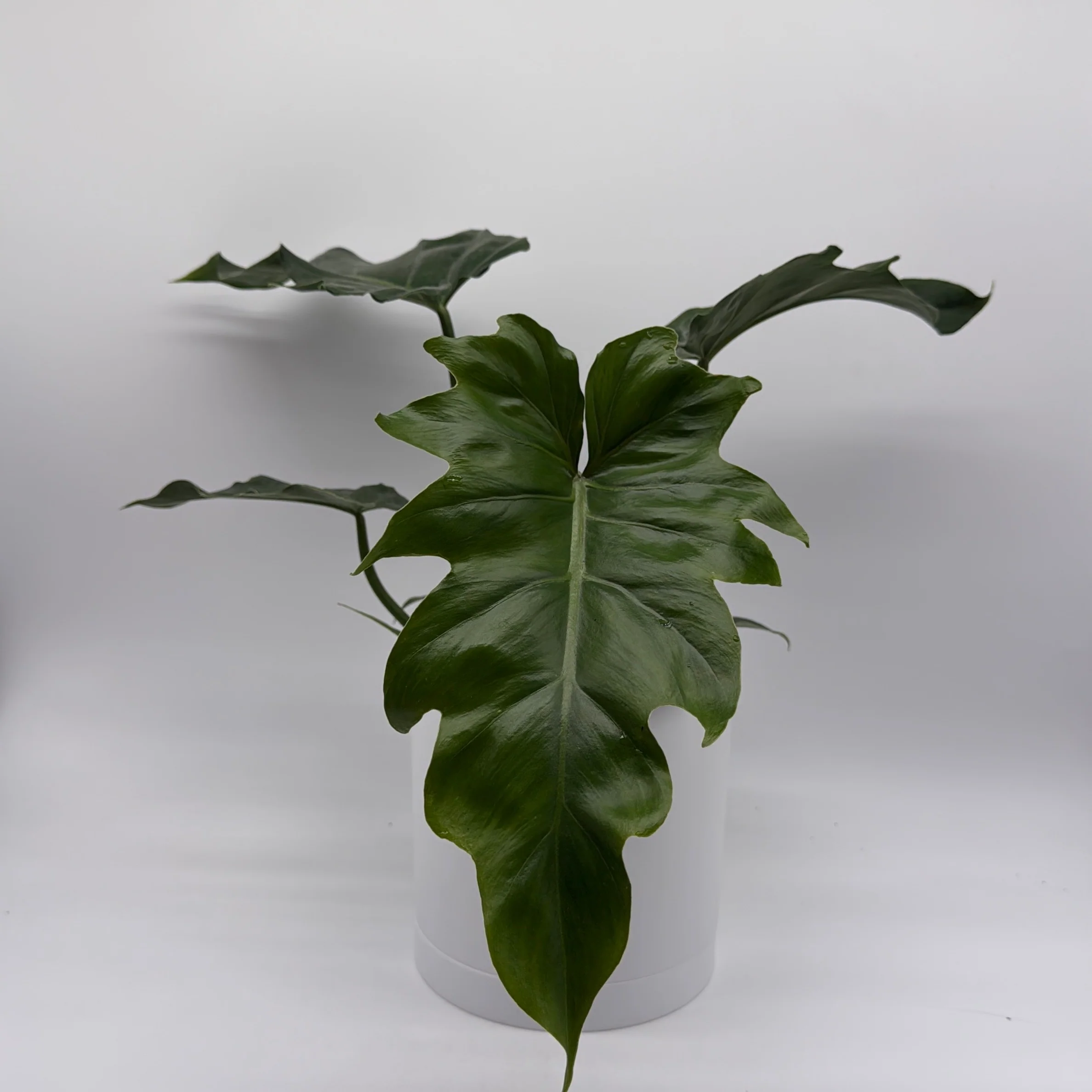 Philodendron Mayoi - Image 3
