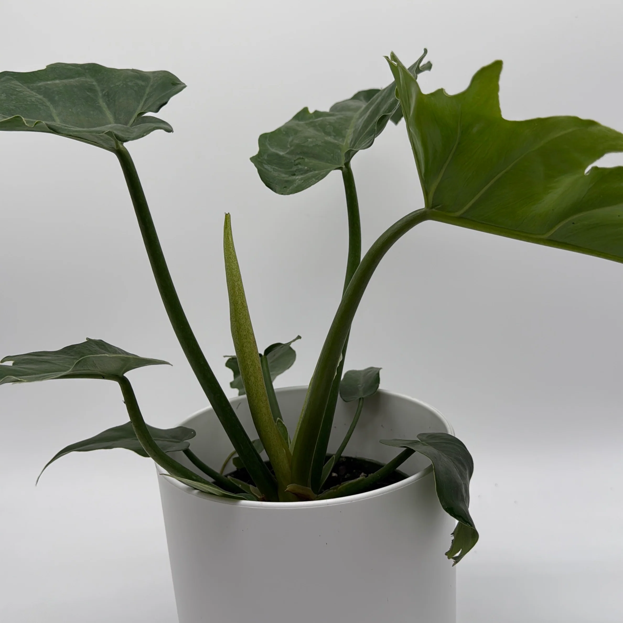 Philodendron Mayoi - Image 4