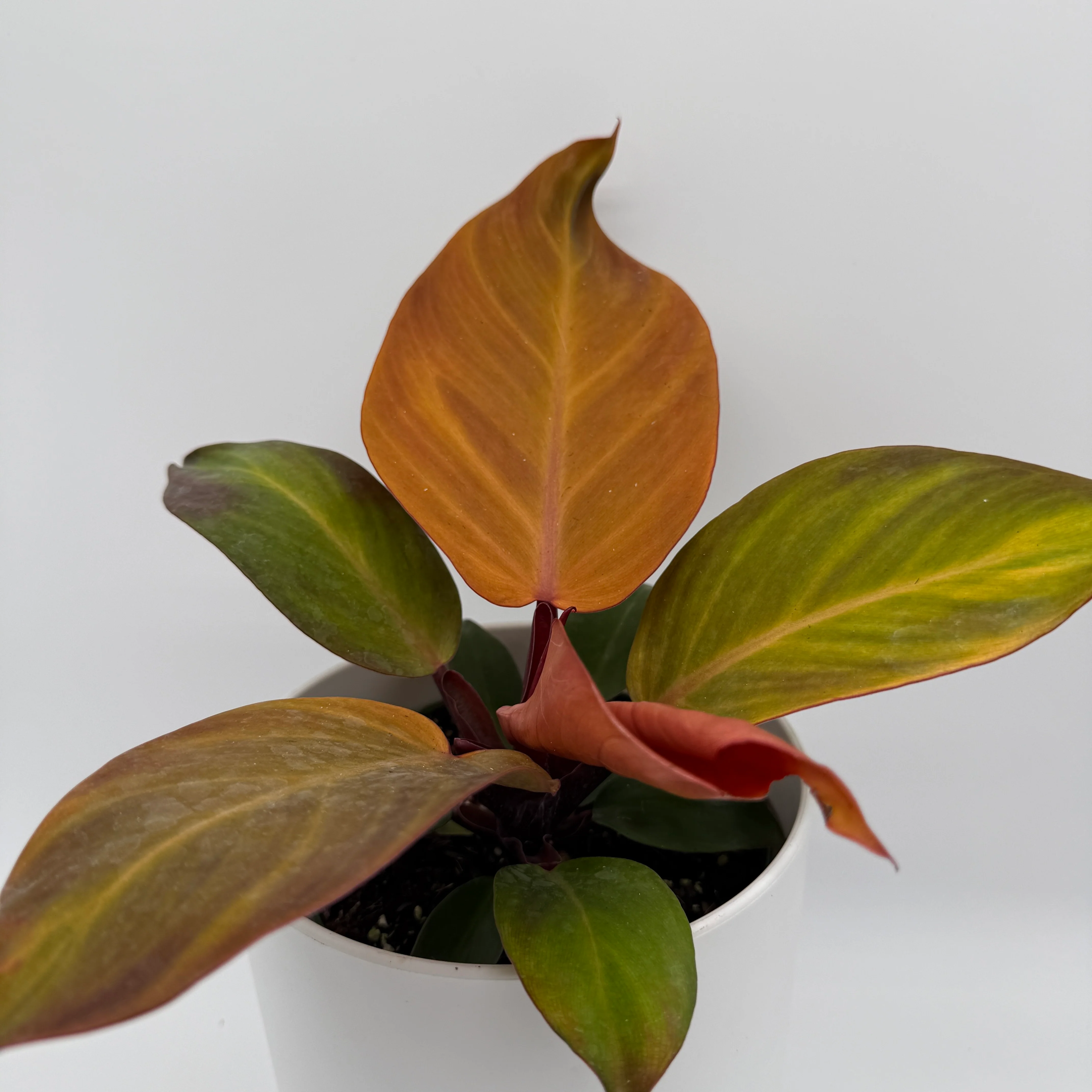 Philodendron 'McColley's Finale' - Image 2