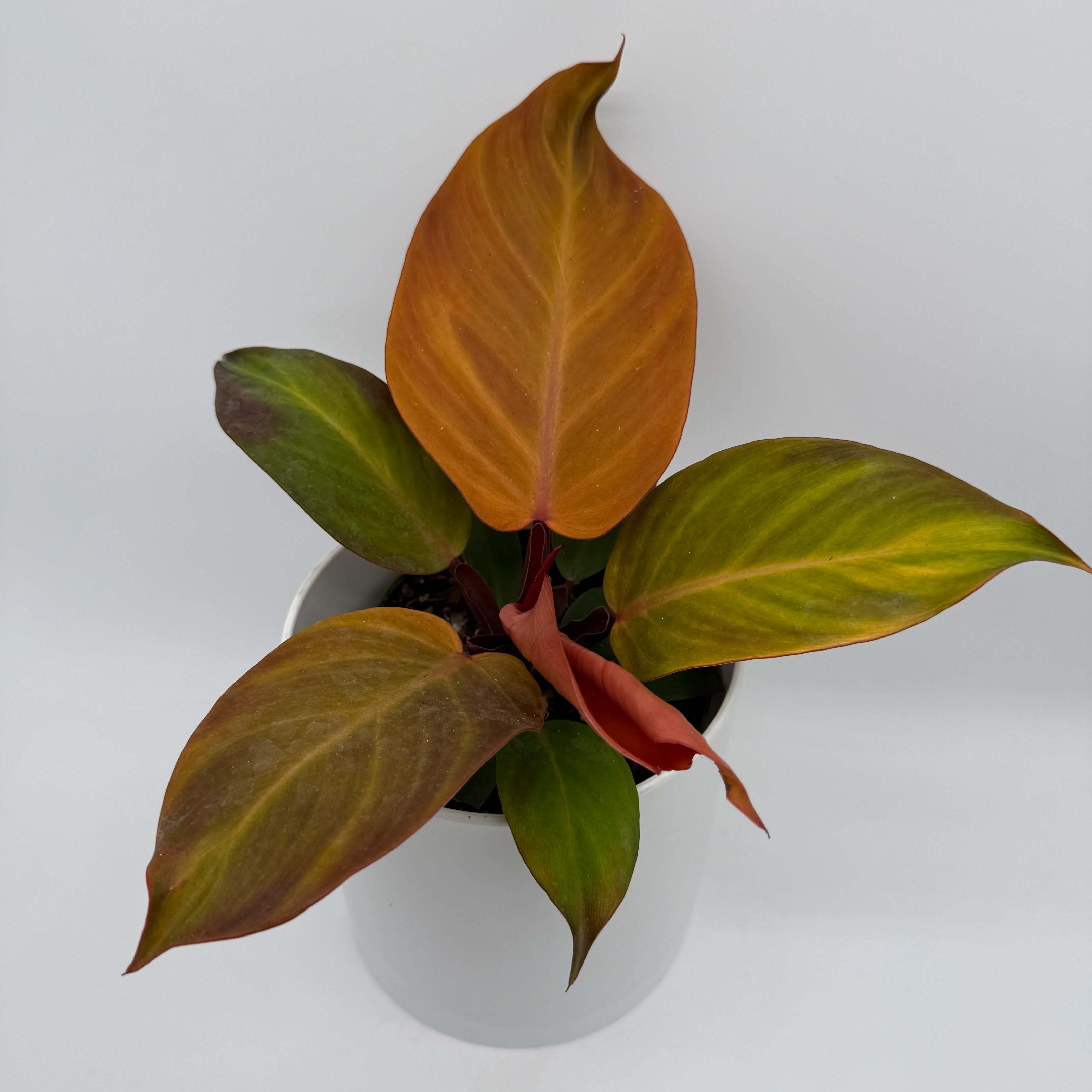 Philodendron 'McColley's Finale' - Image 3