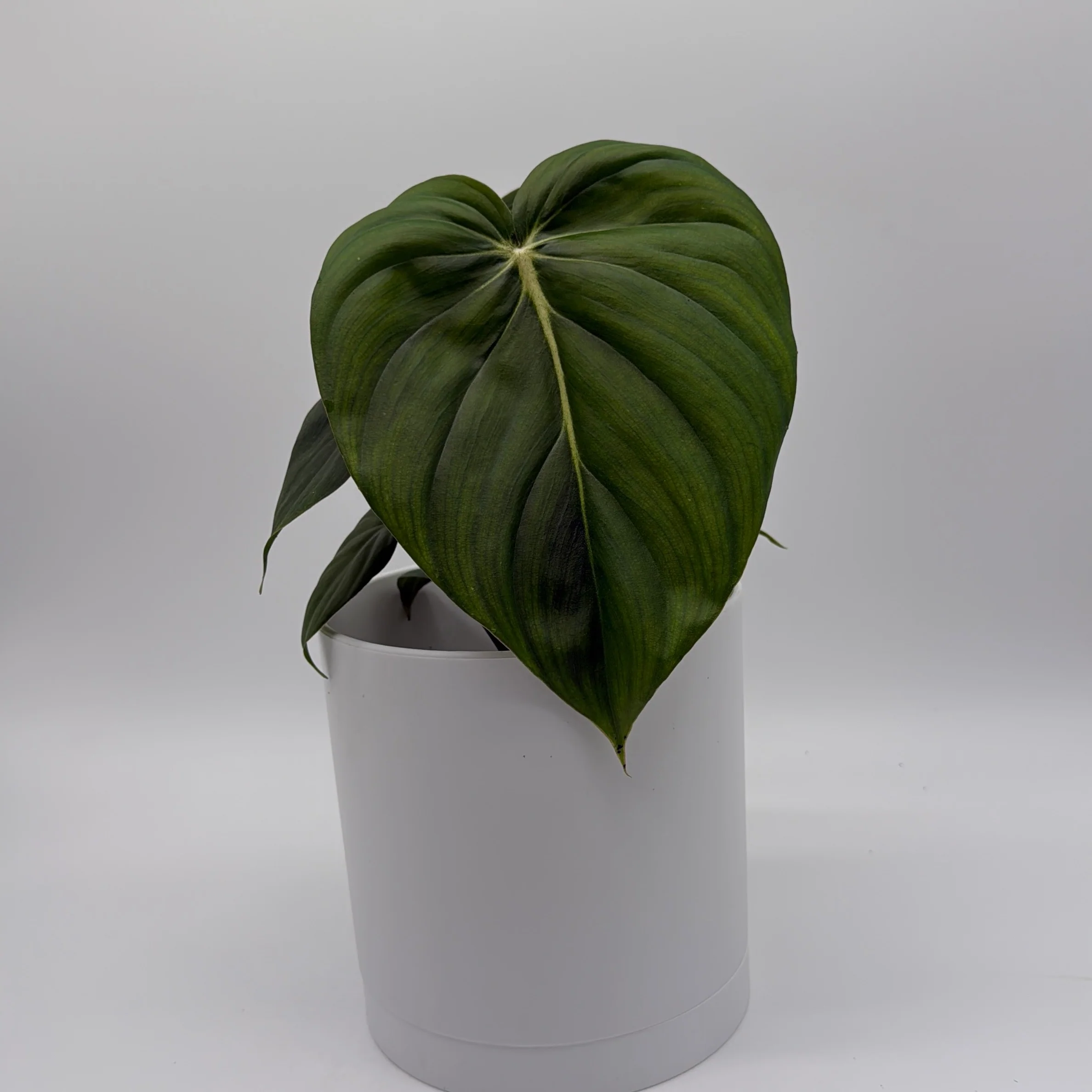 Philodendron McDowell - Image 2