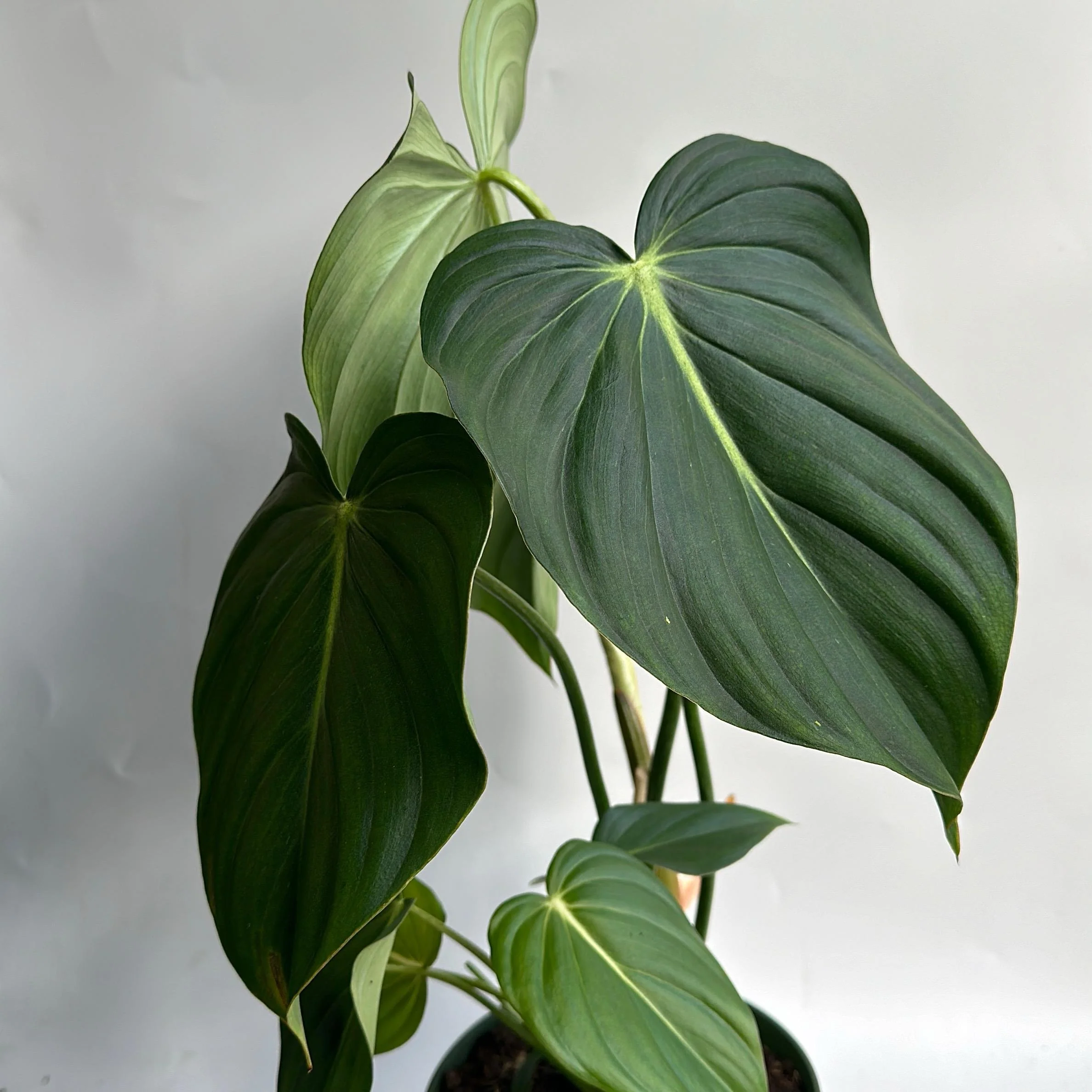Philodendron McDowell - Image 4