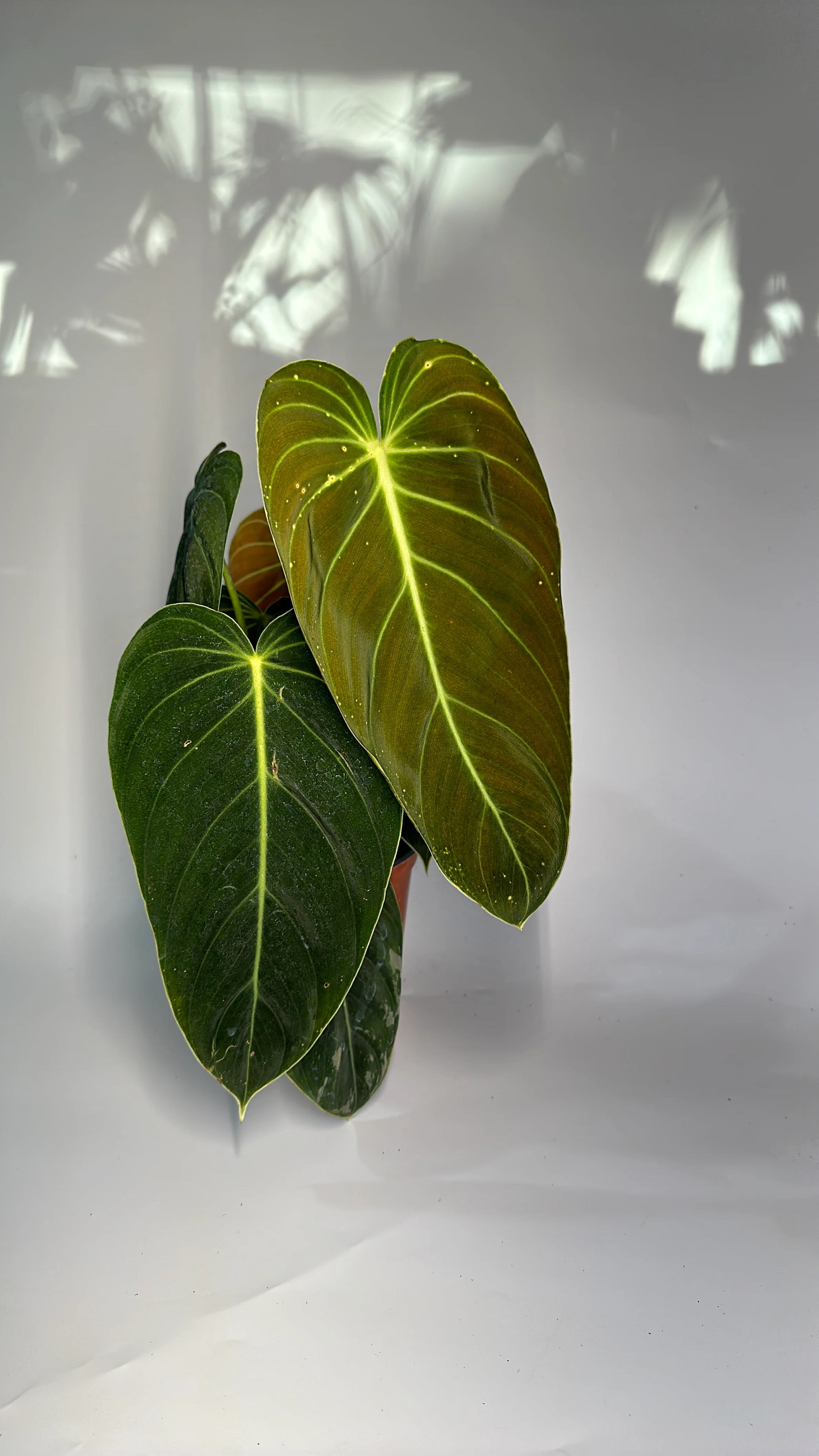 Philodendron Melanochrysum - Image 2