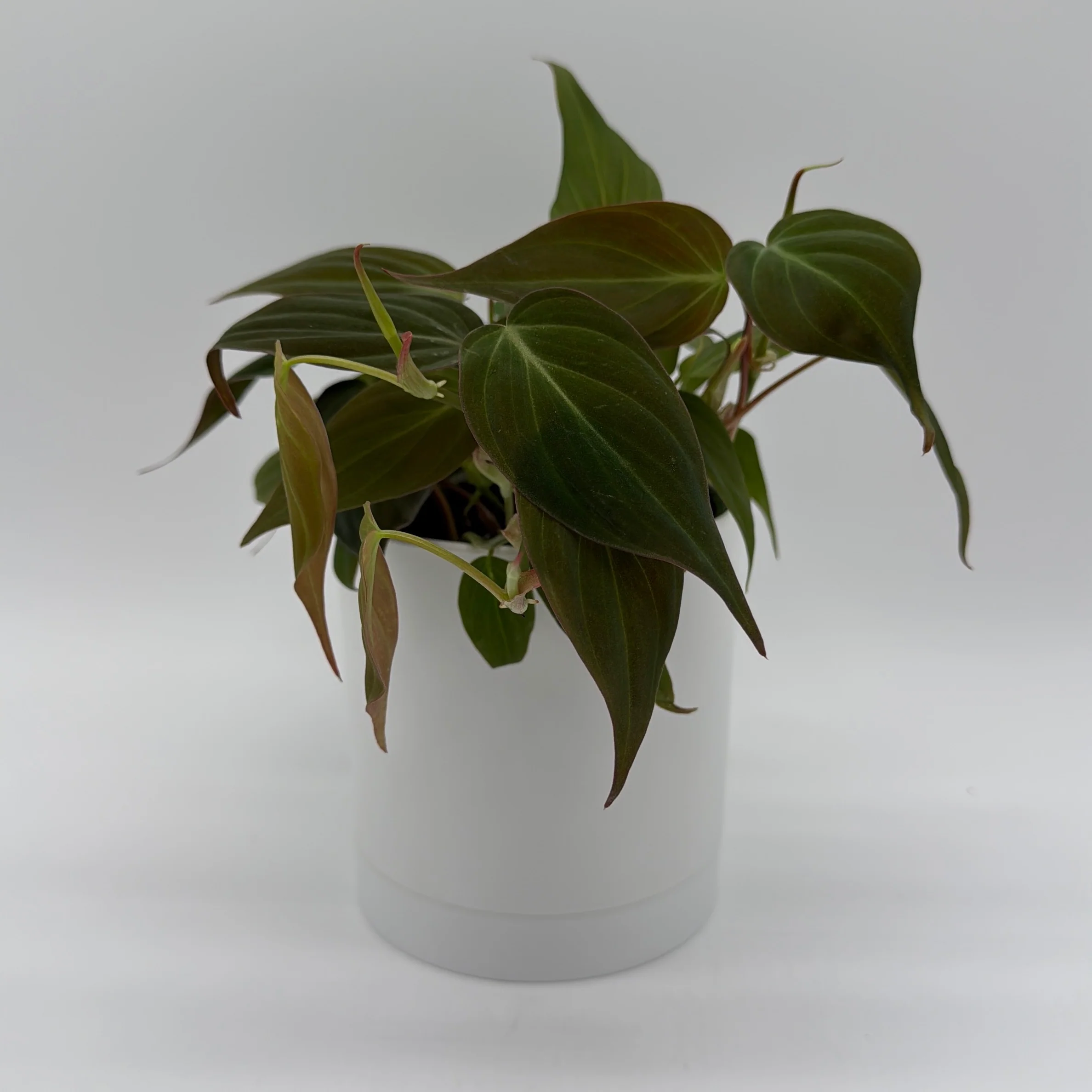 Philodendron Micans - Image 2