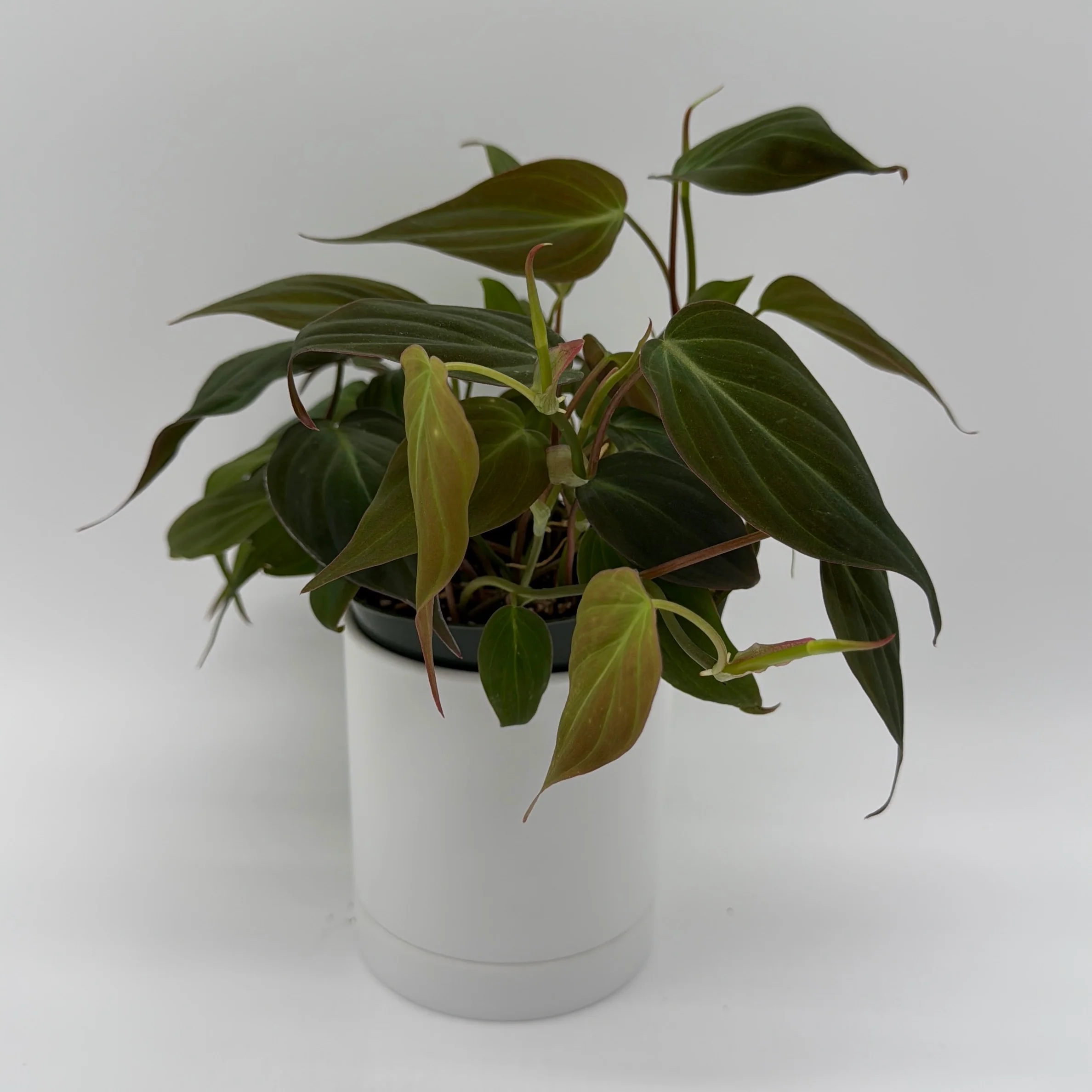 Philodendron Micans - Image 3
