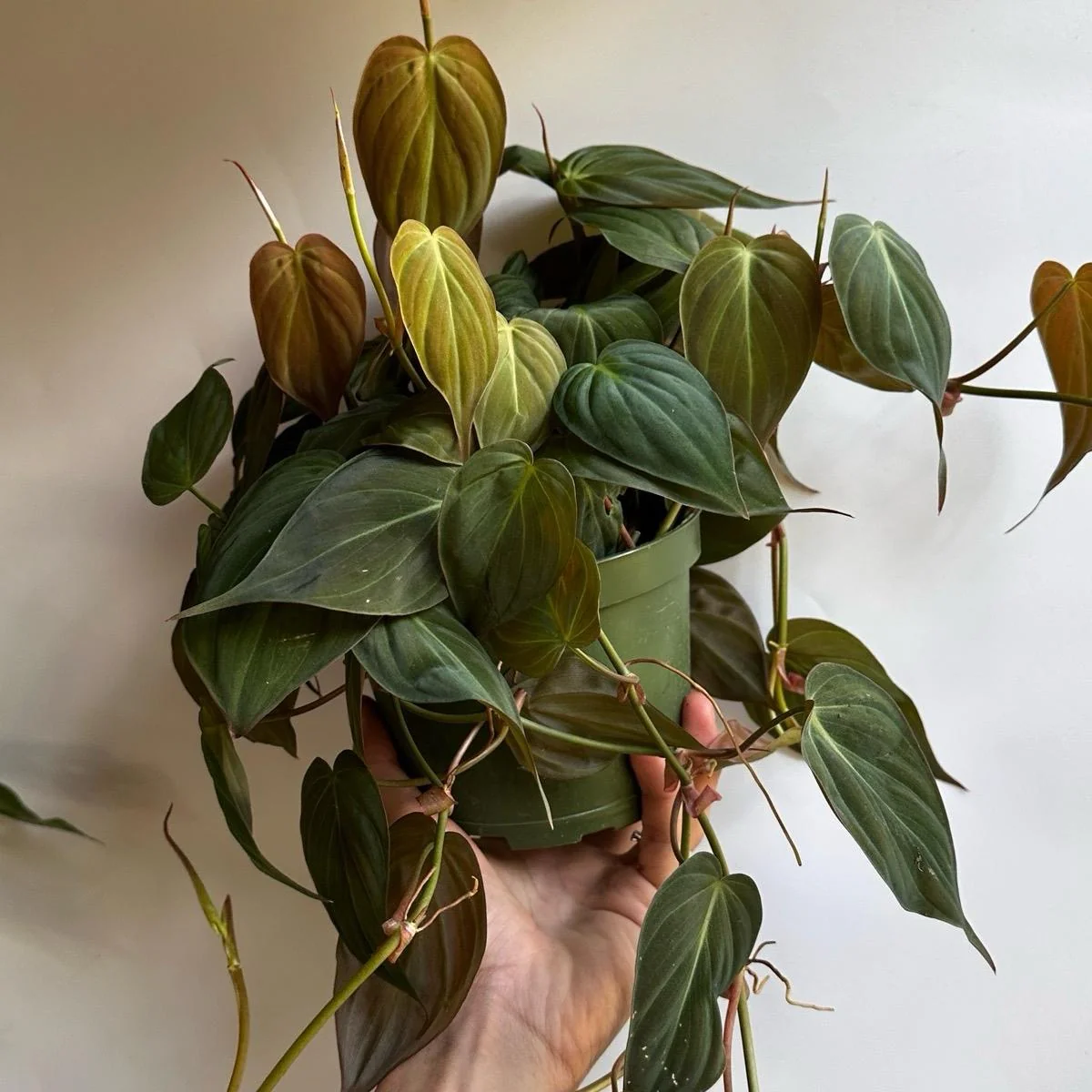 Philodendron Micans - Image 8