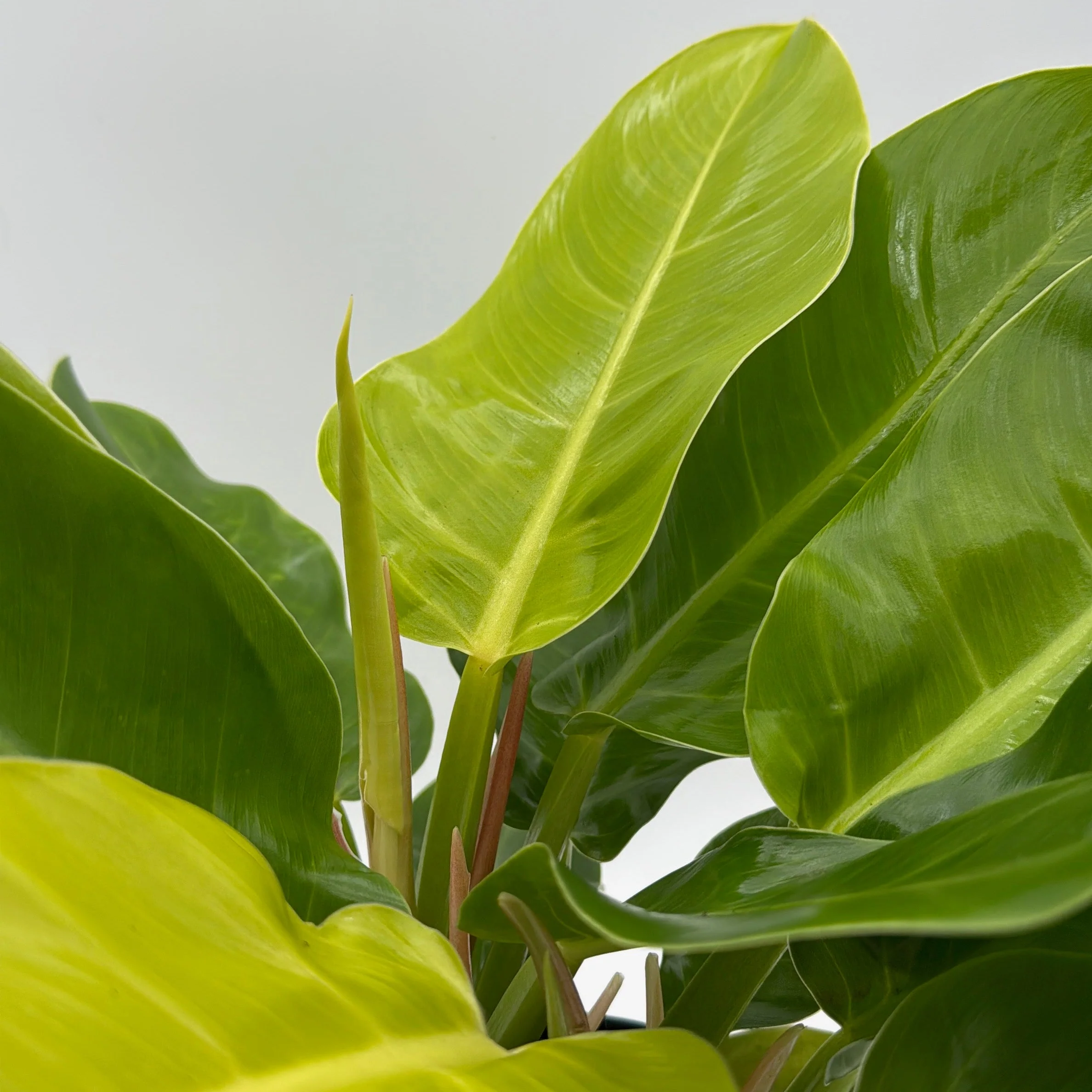Philodendron Moonlight - Image 2