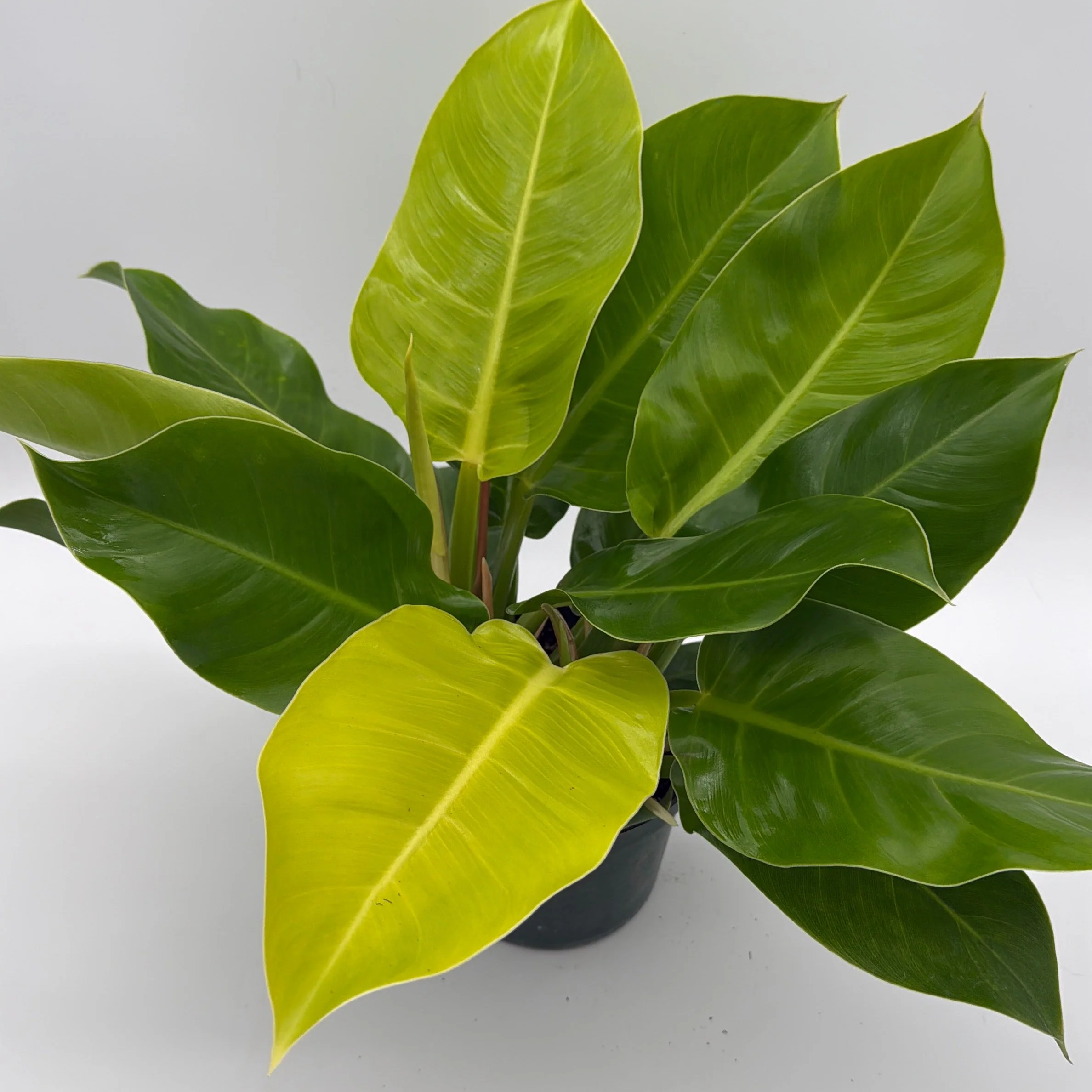 Philodendron Moonlight - Image 3