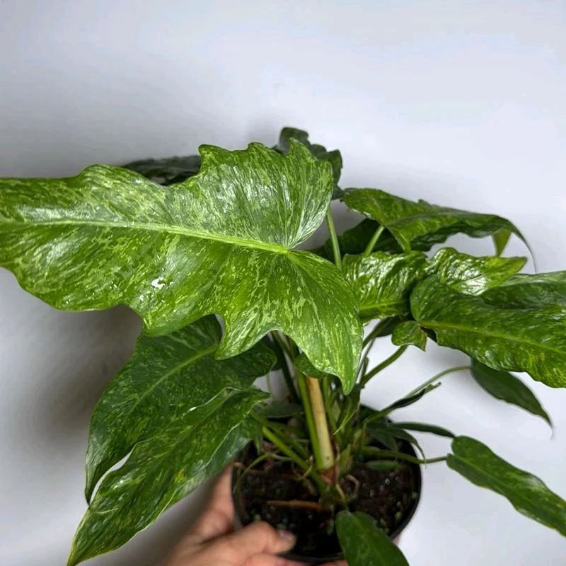 Philodendron Mottled Dragon - Image 2