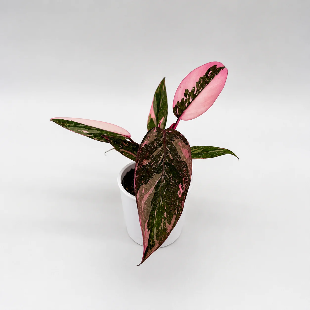 Philodendron ‘Naomi’ Pink Princess - Image 2