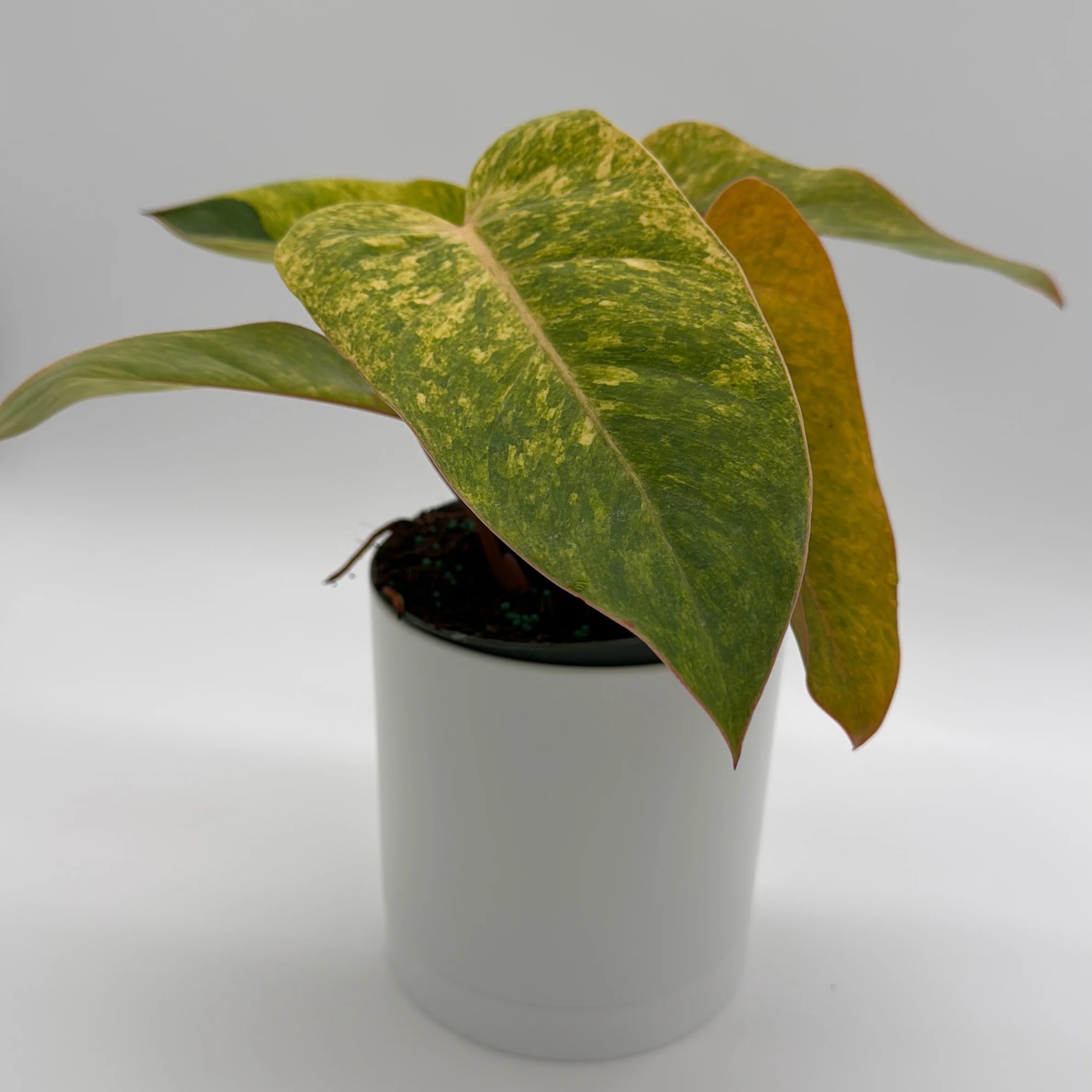 Philodendron Painted Lady - Image 2