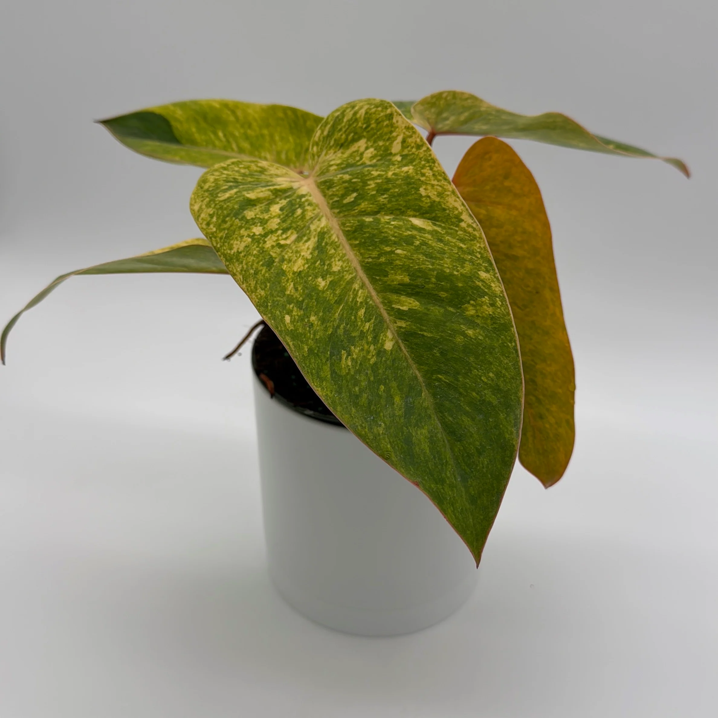 Philodendron Painted Lady - Image 3