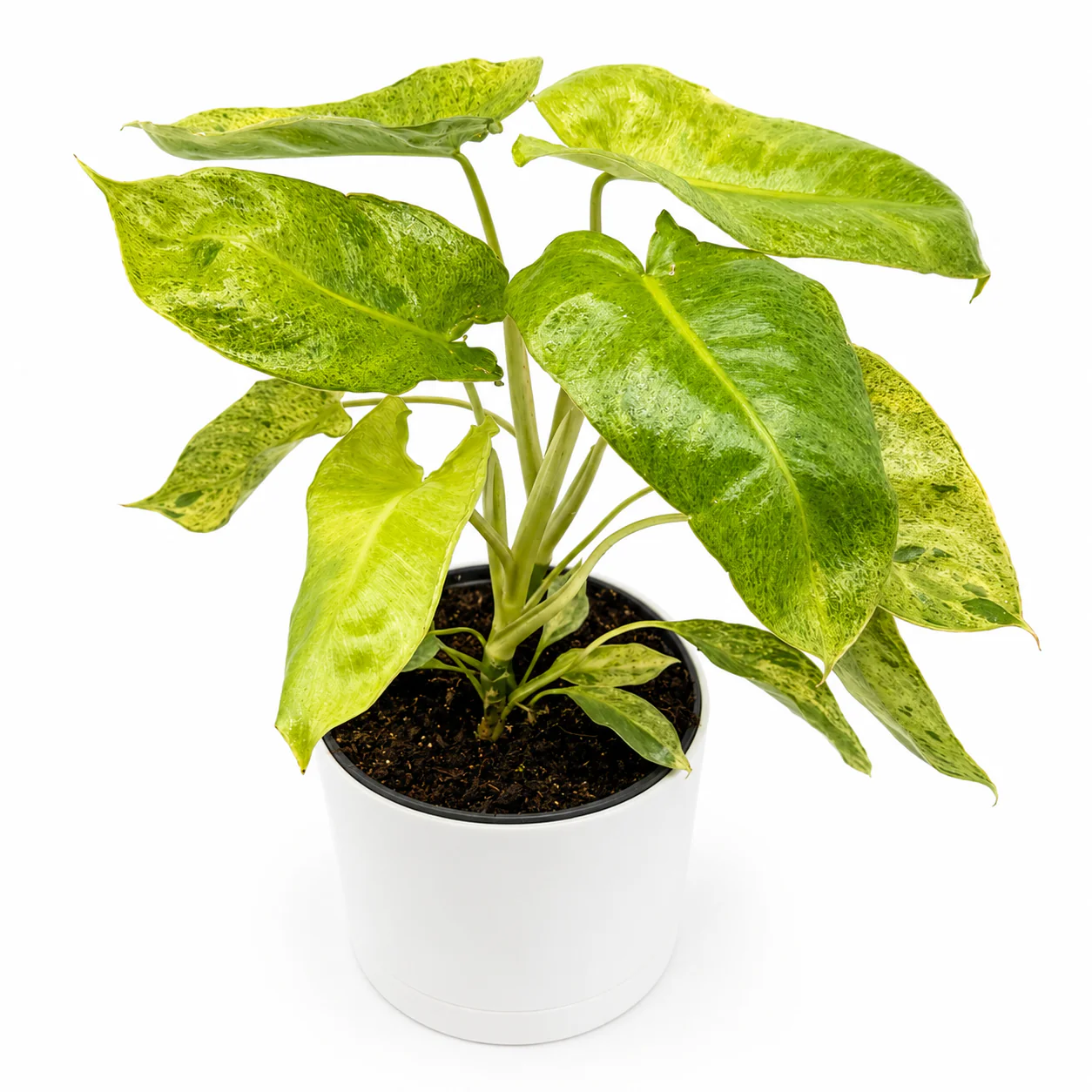 Philodendron Paraiso Verde - Image 2
